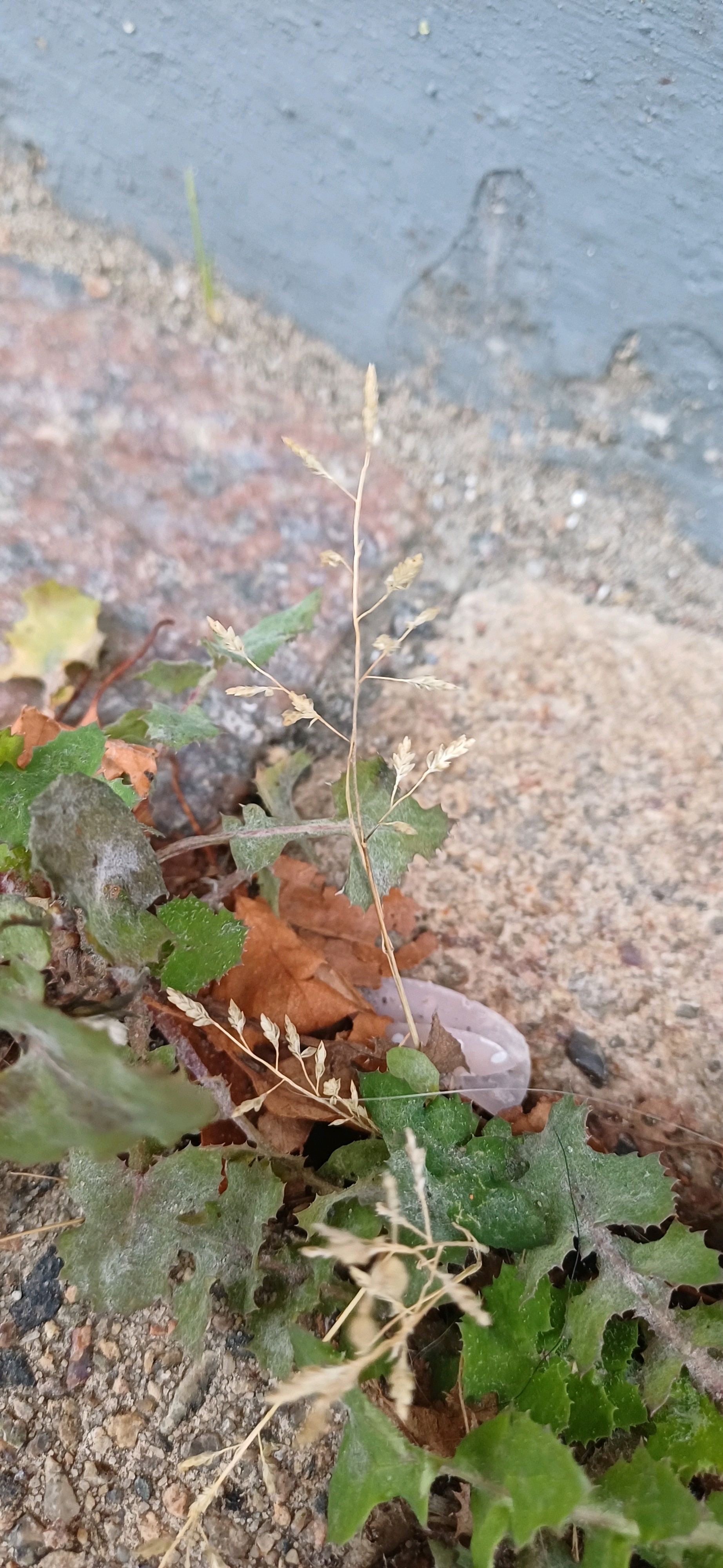 Eragrostis (Lovegrasses)