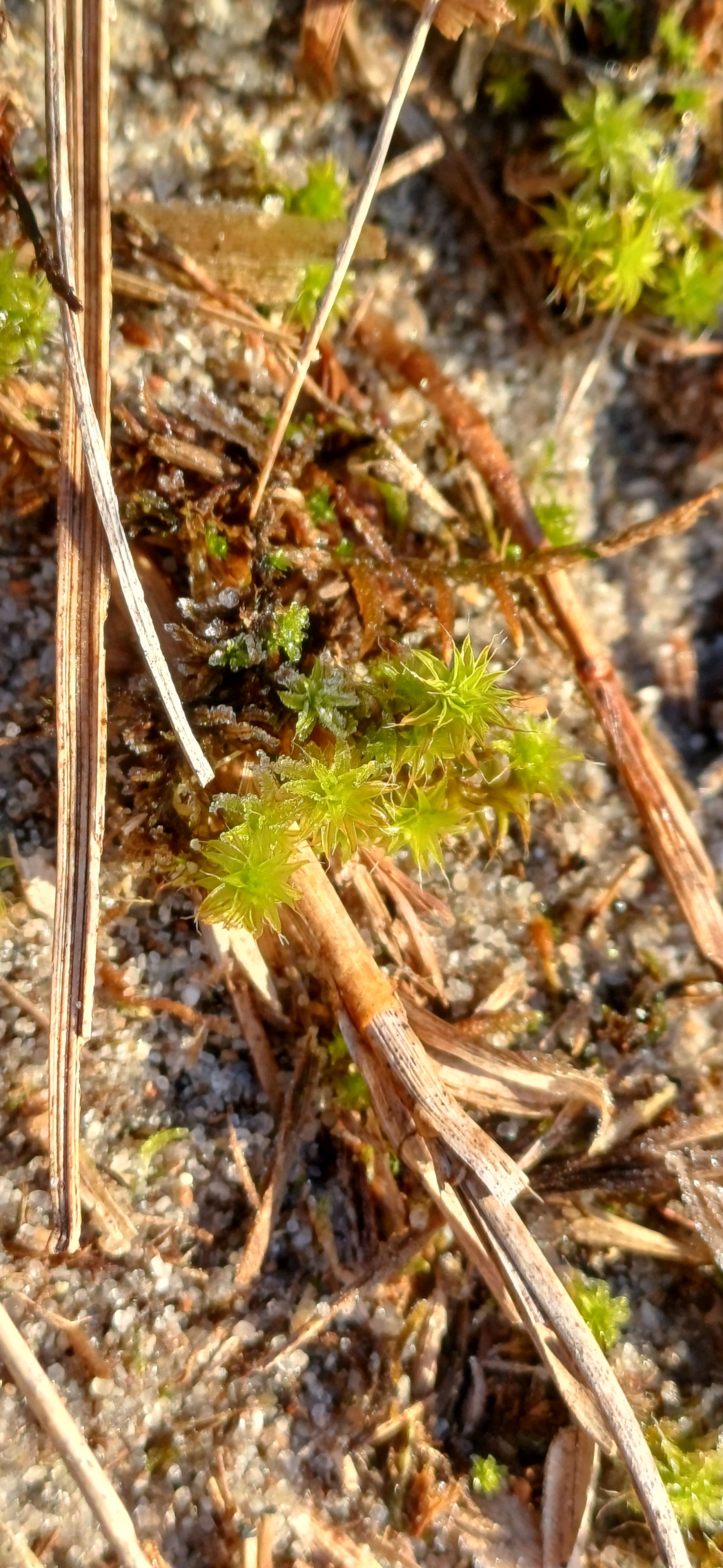 Syntrichia (alternate view 4)
