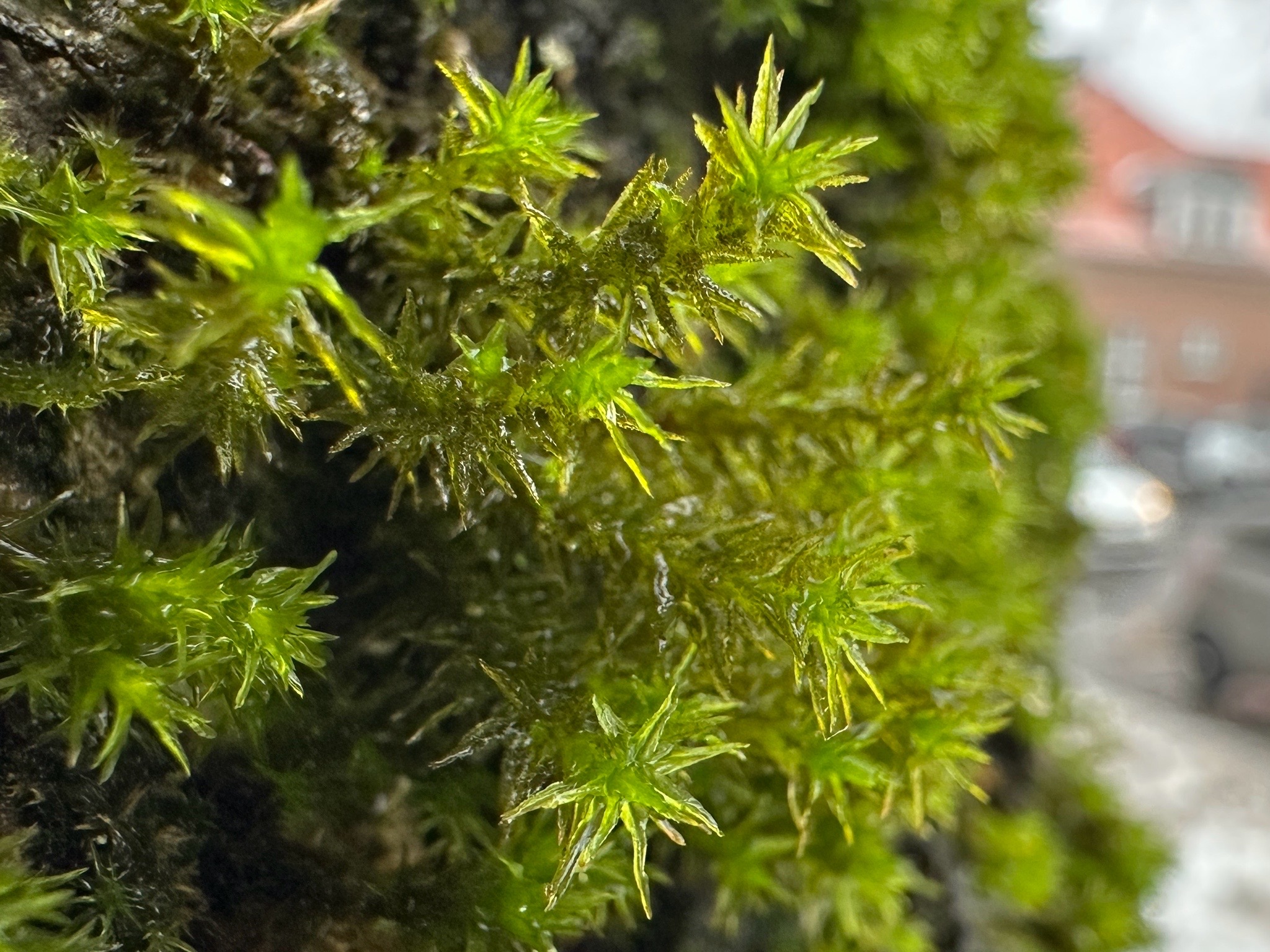 Pulvigera (alternate view 3)