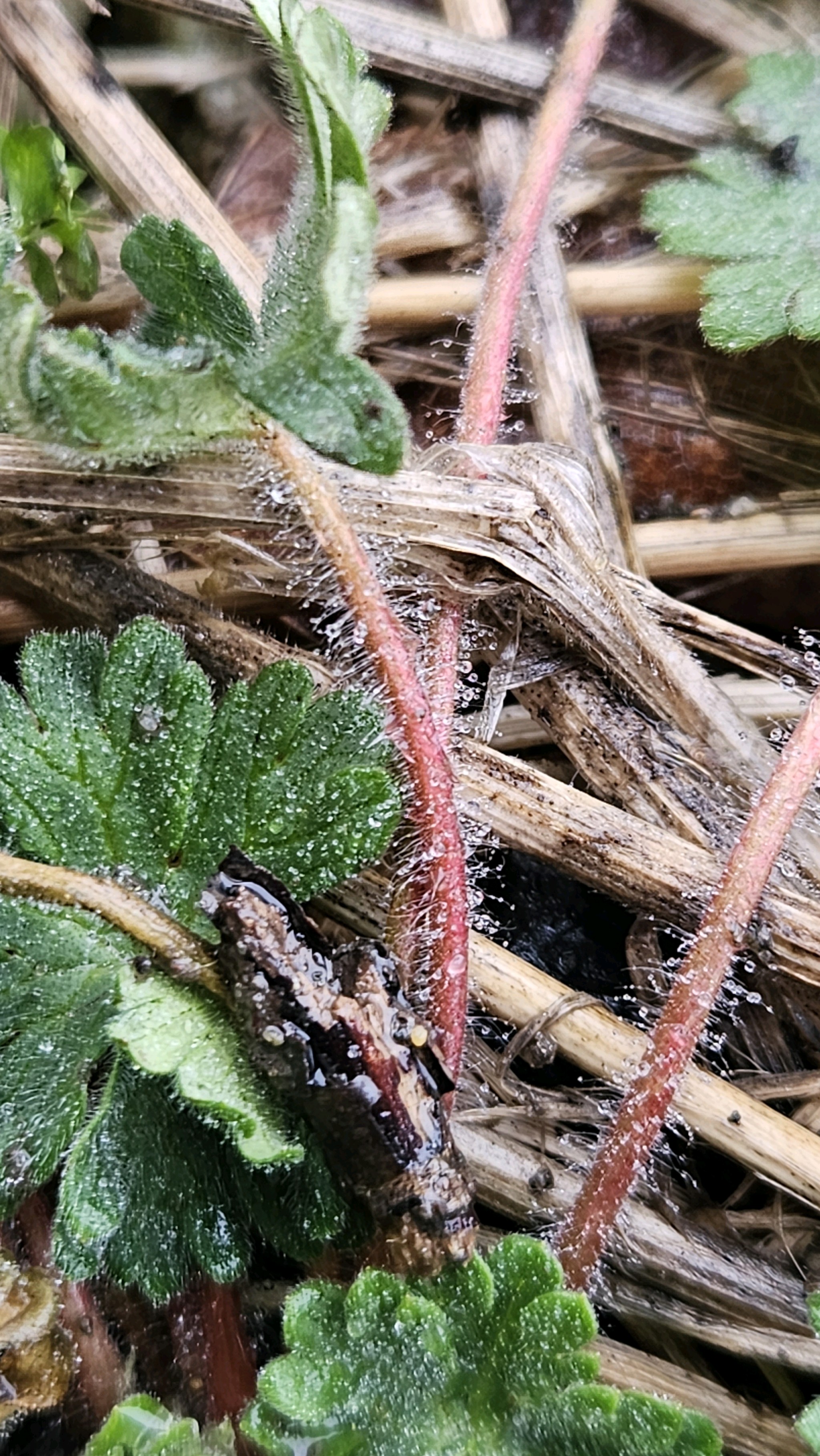 Geranium molle (dovefoot geranium) (alternate view 12)