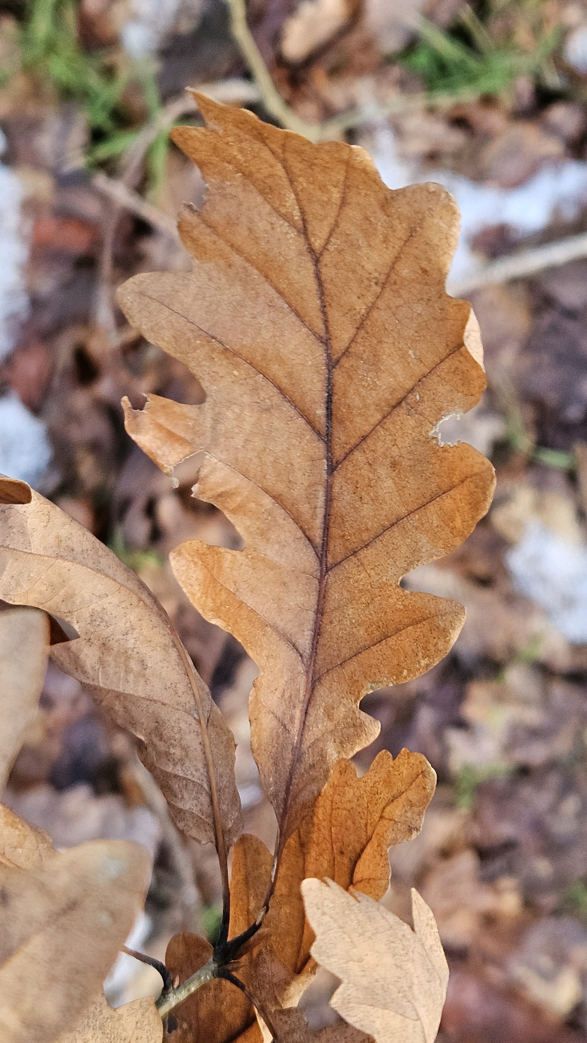 Quercus petraea (sessile oak) (alternate view 12)