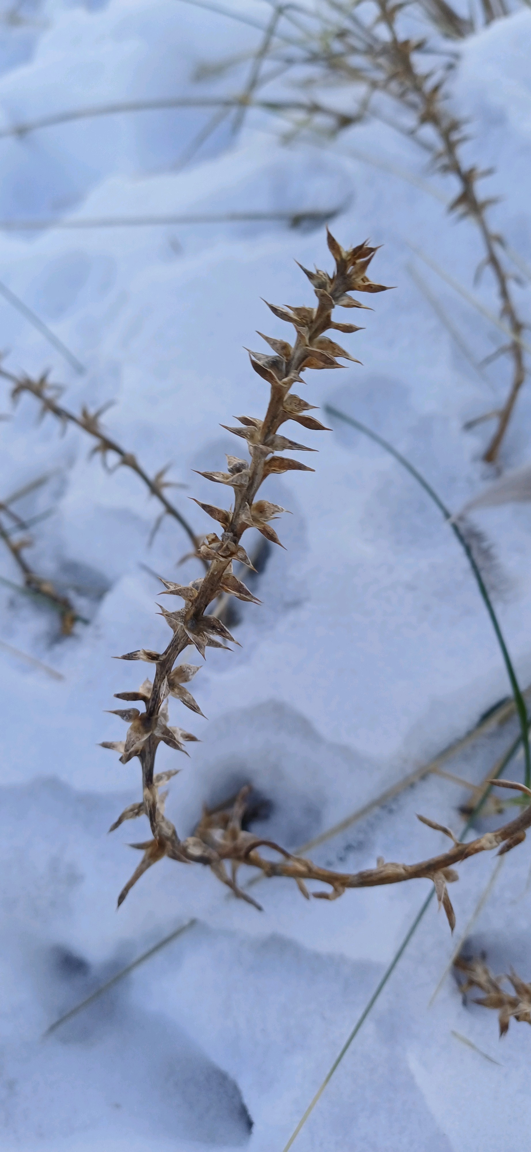 Salsola (Russian Thistles) (alternate view 3)