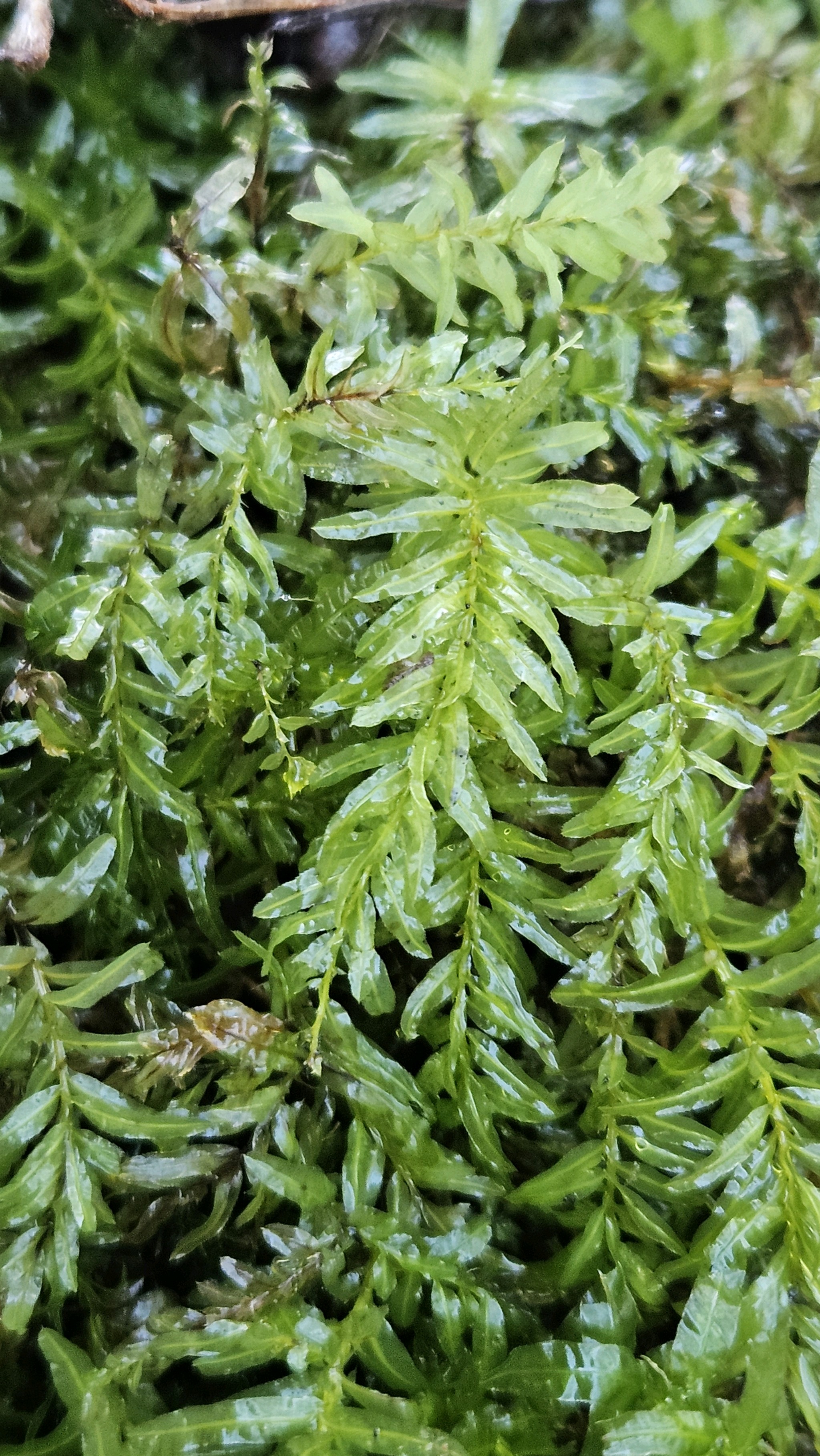 Plagiomnium undulatum (Palm-tree Moss) (alternate view 9)