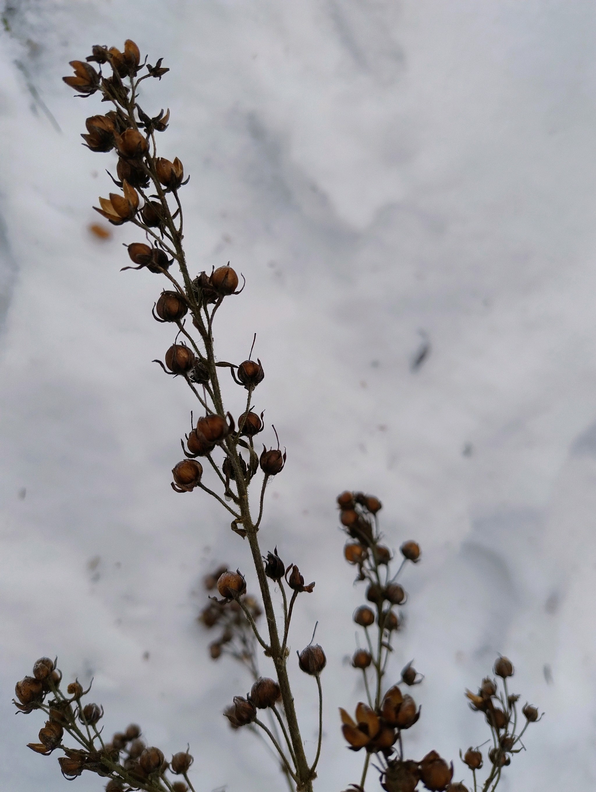 Scrophularia (figworts) (alternate view 2)