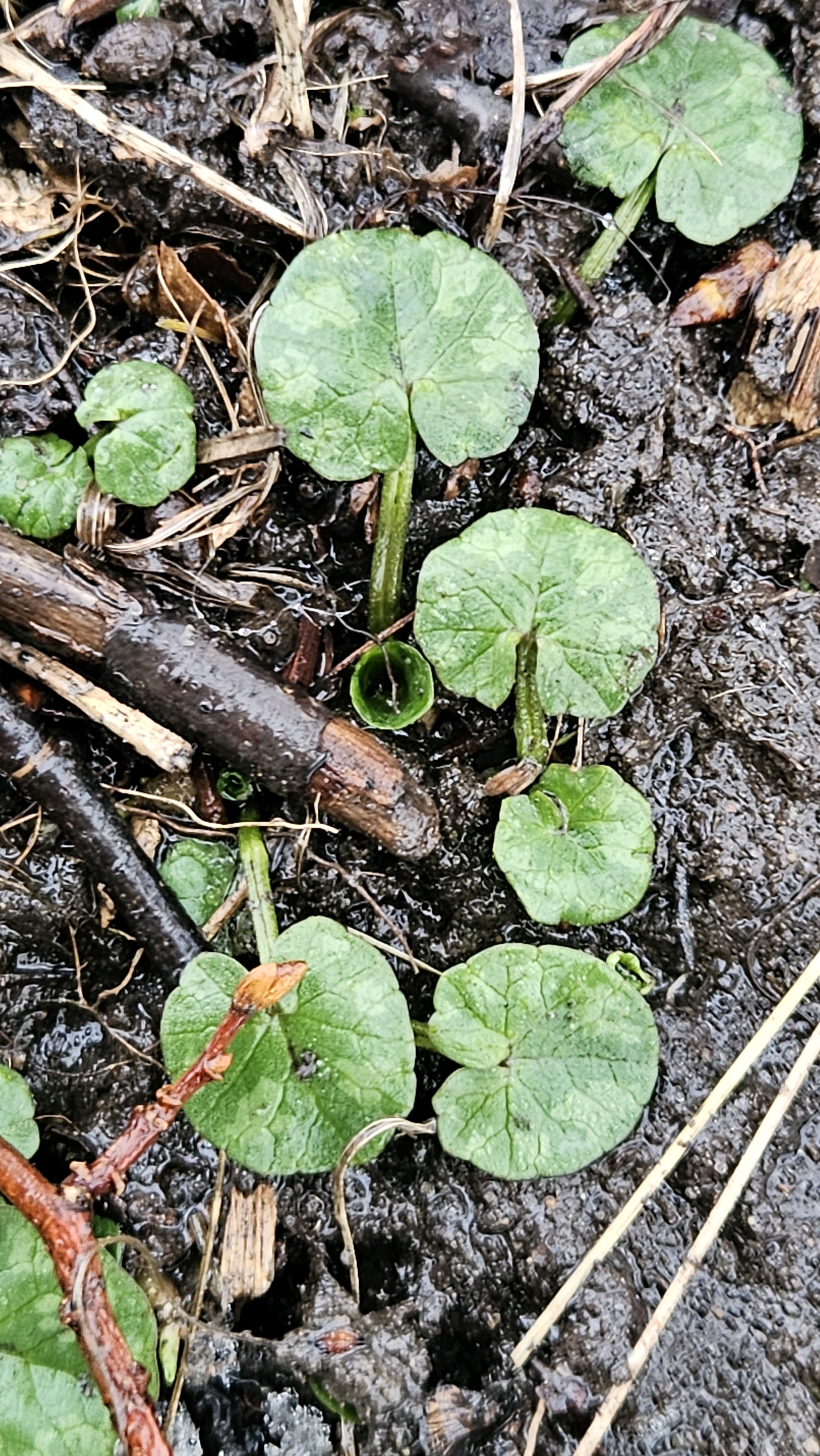 Ficaria verna (lesser celandine) (alternate view 12)