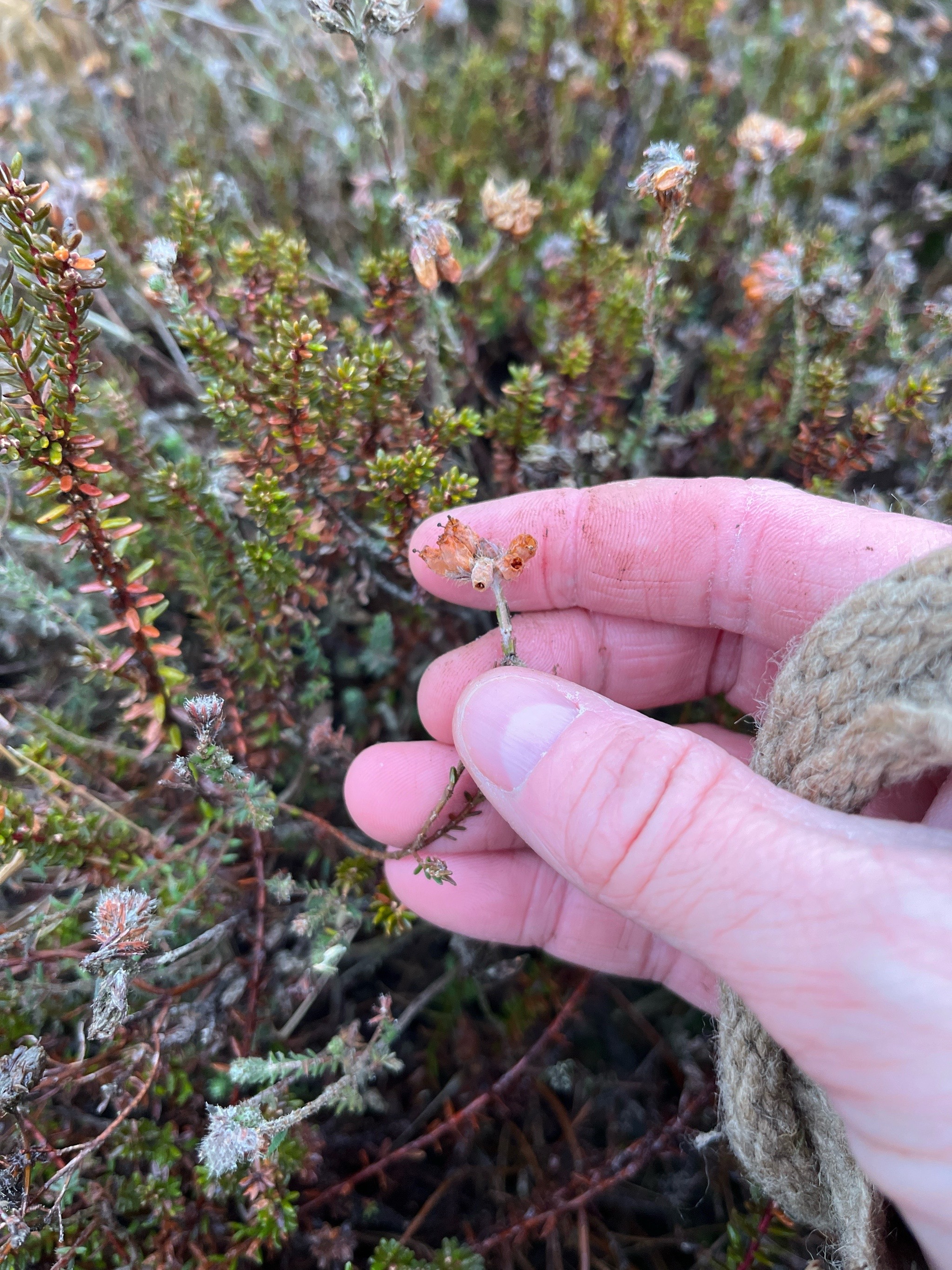 Erica tetralix (Cross-leaved Heath) (alternate view 12)