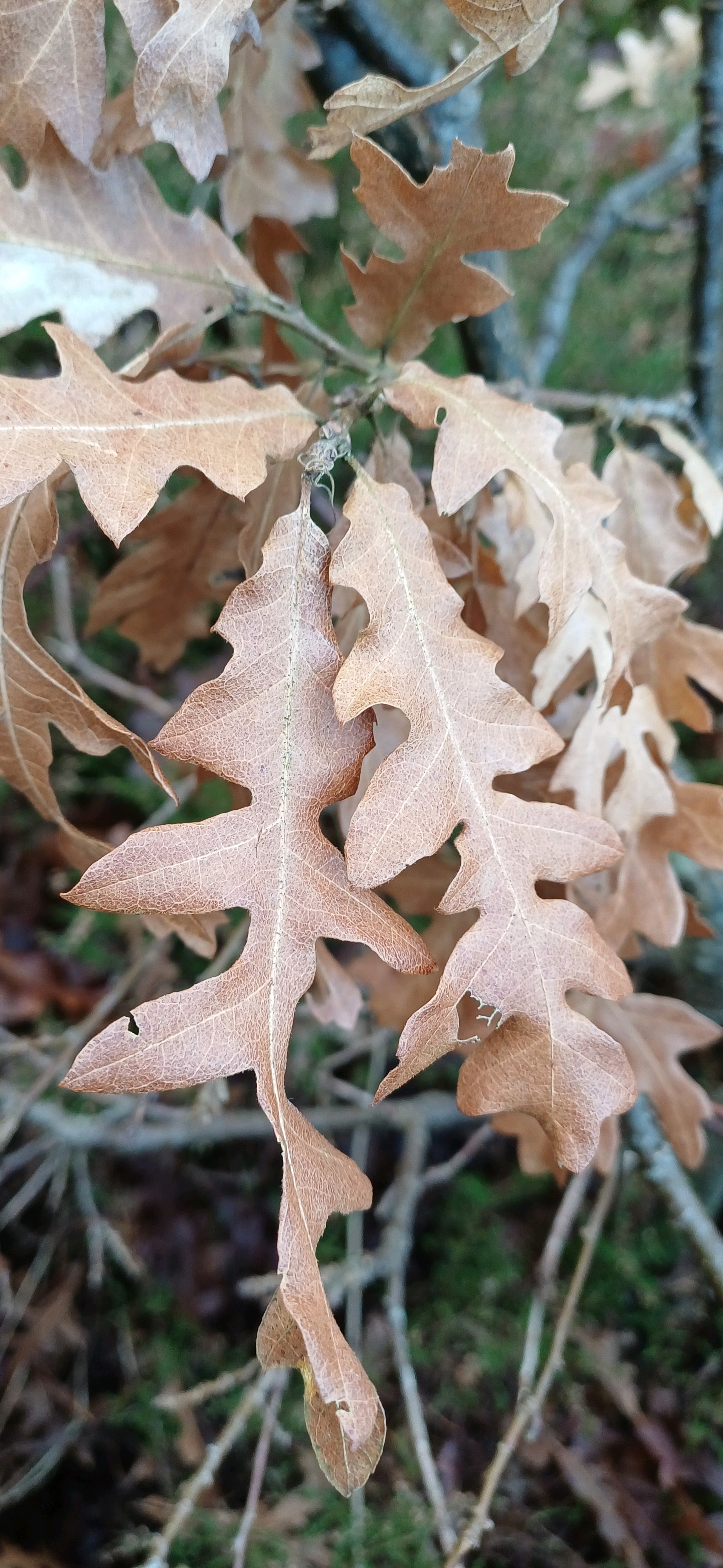 Quercus cerris (Turkey Oak) (alternate view 11)
