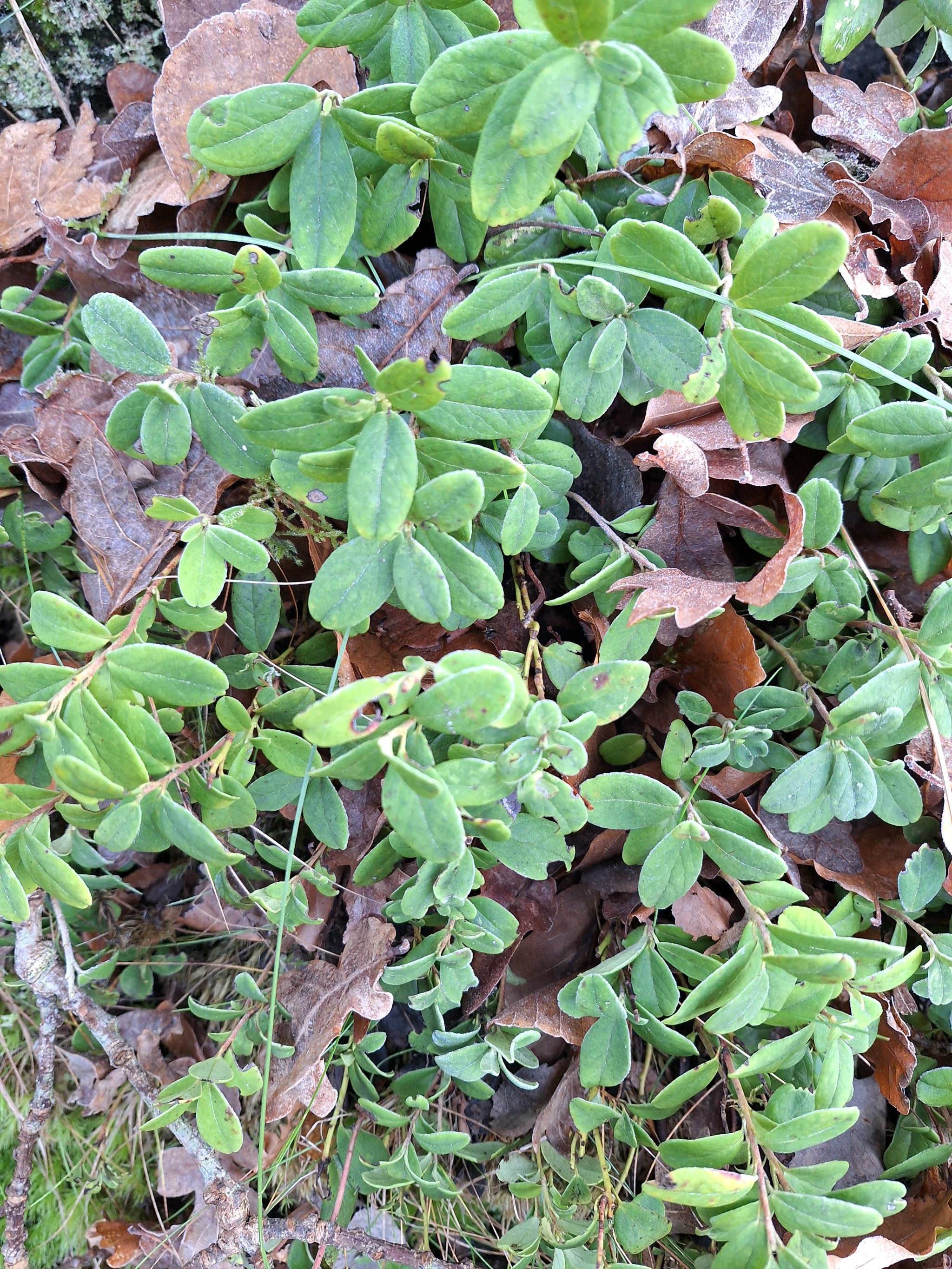 Vaccinium vitis-idaea (Lingonberry) (alternate view 13)