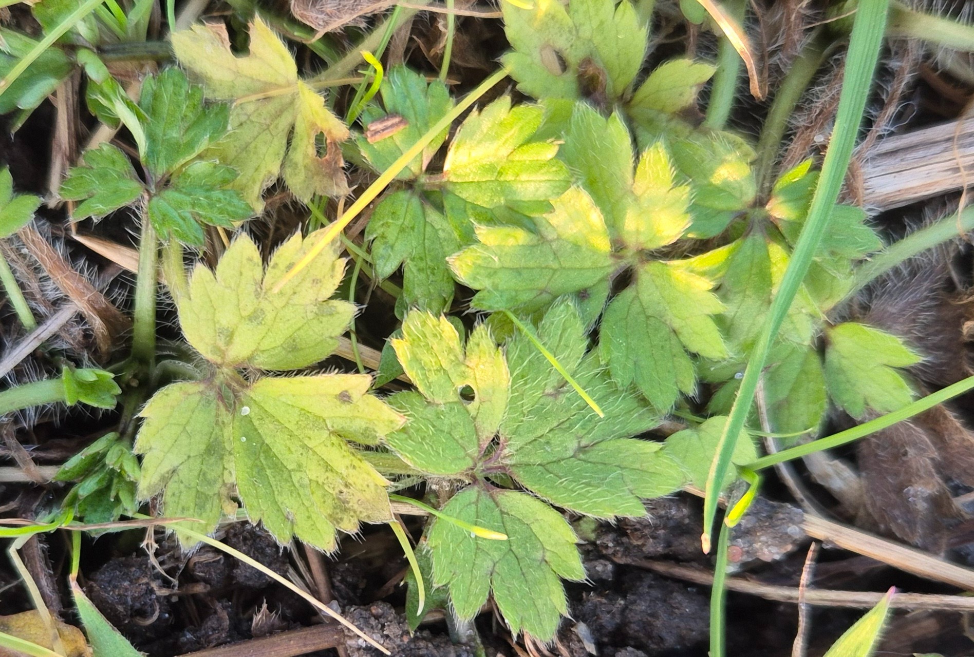 Ranunculus repens (creeping buttercup) (alternate view 11)