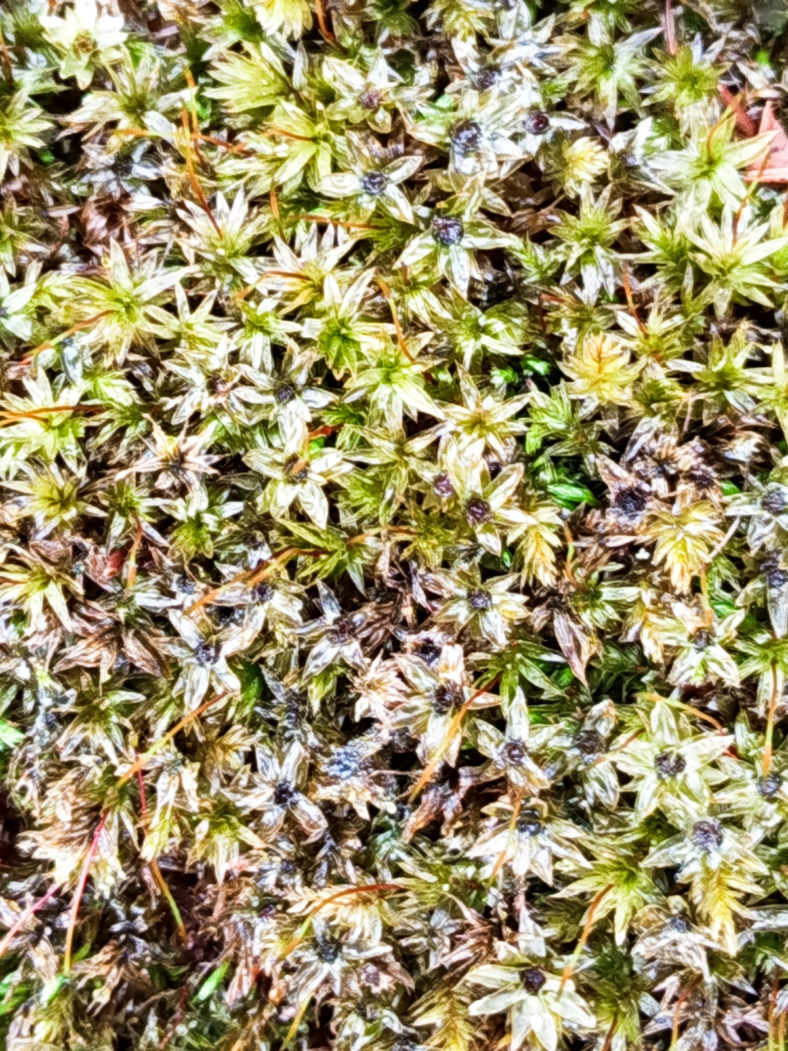 Mnium hornum (Horn Calcareous Moss) (alternate view 10)