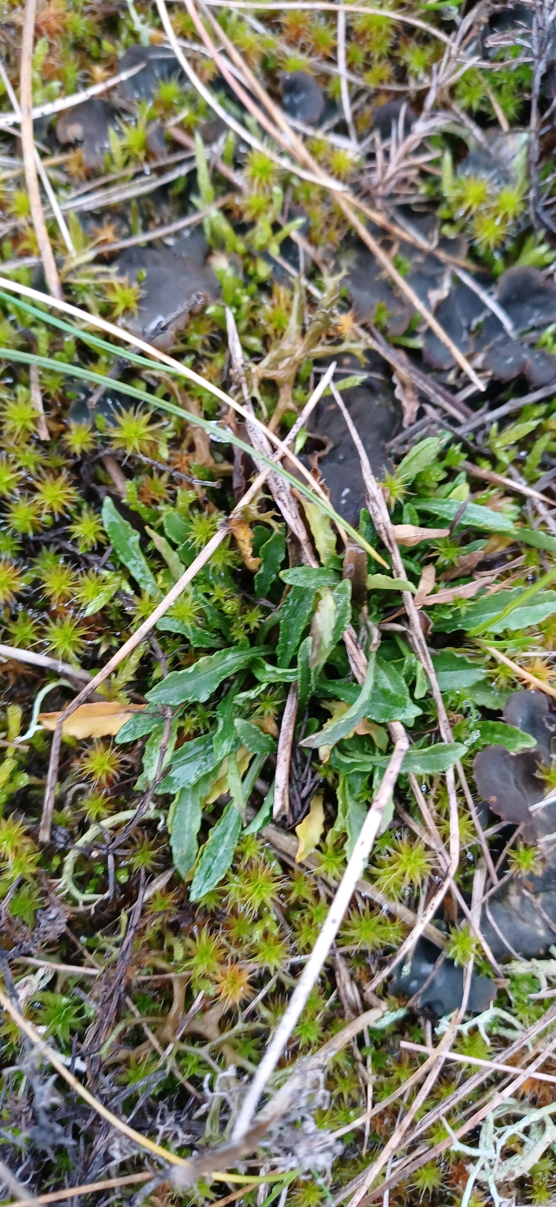 Jasione montana (Sheep's Bit Scabious) (alternate view 11)