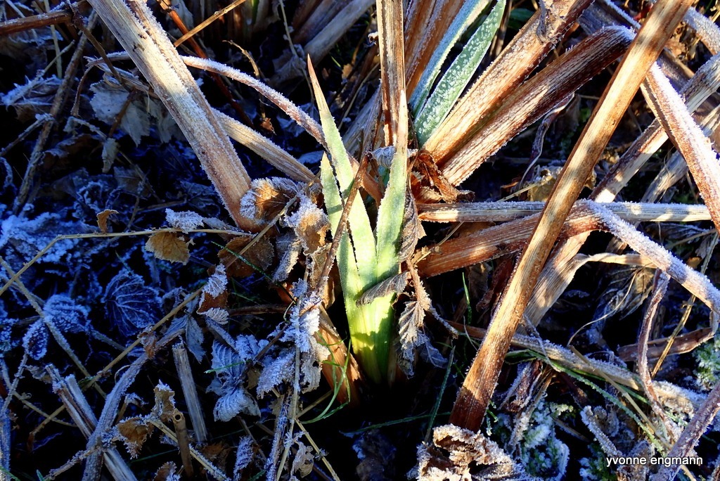 Iris pseudacorus (Yellow Iris) (alternate view 11)
