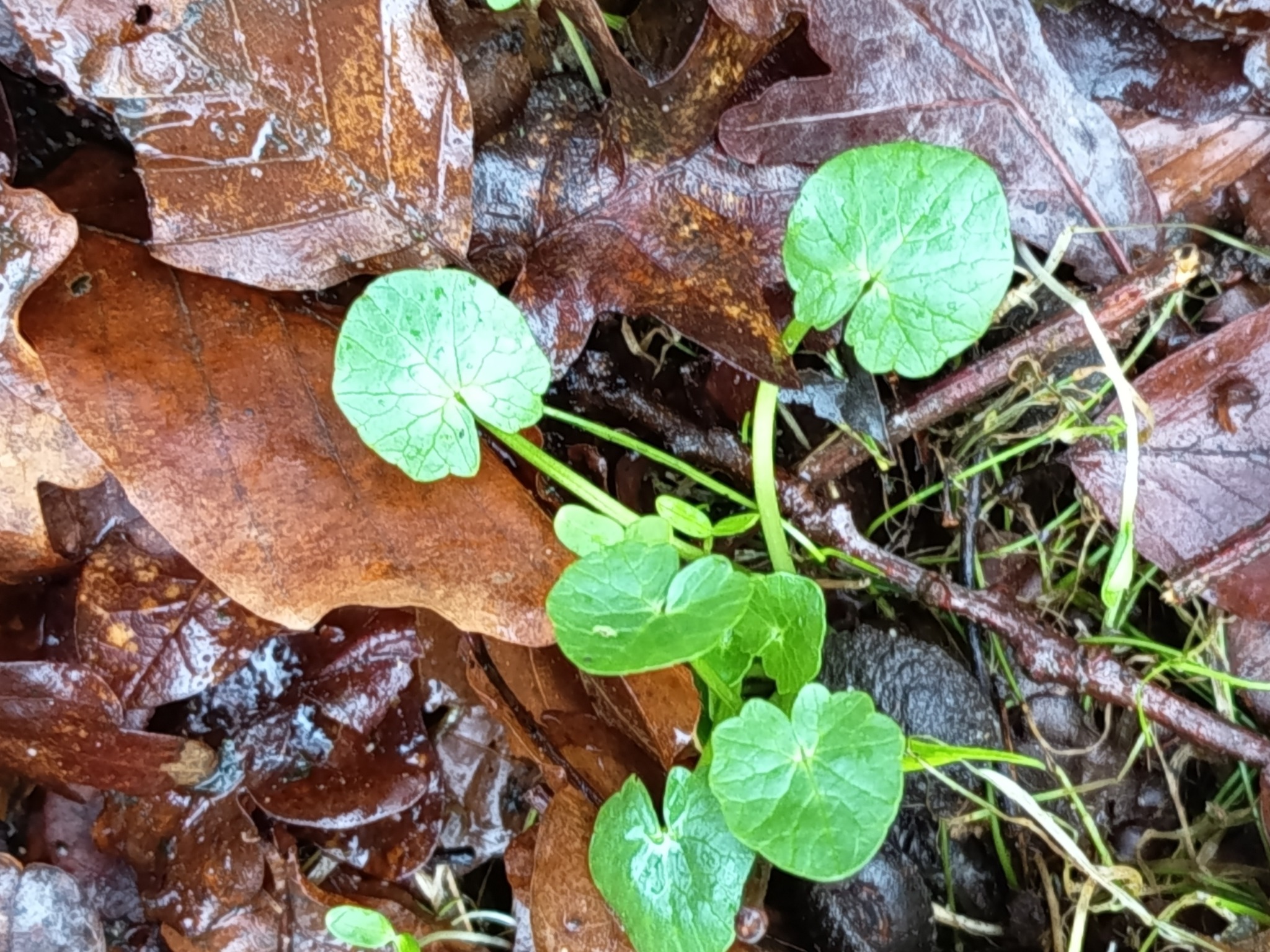 Ficaria verna (lesser celandine) (alternate view 11)