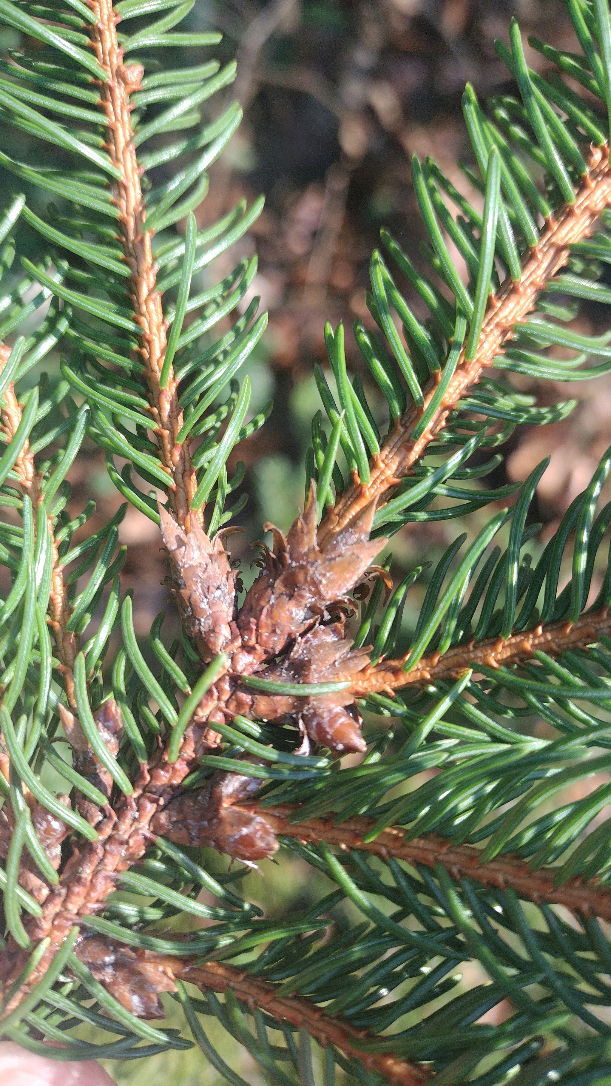 Picea abies (Norway Spruce) (alternate view 12)