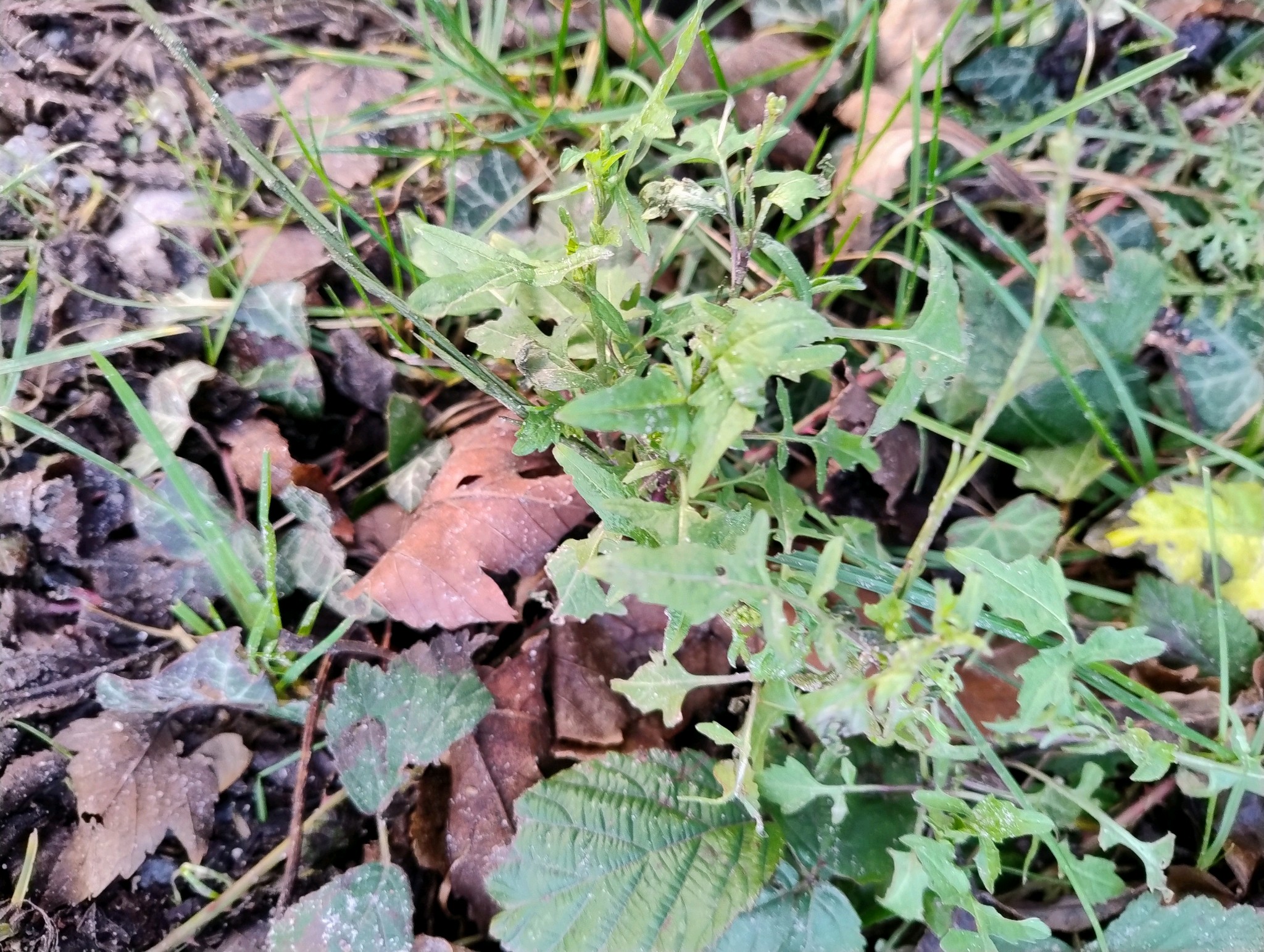 Sisymbrium officinale (Hedge mustard) (alternate view 13)