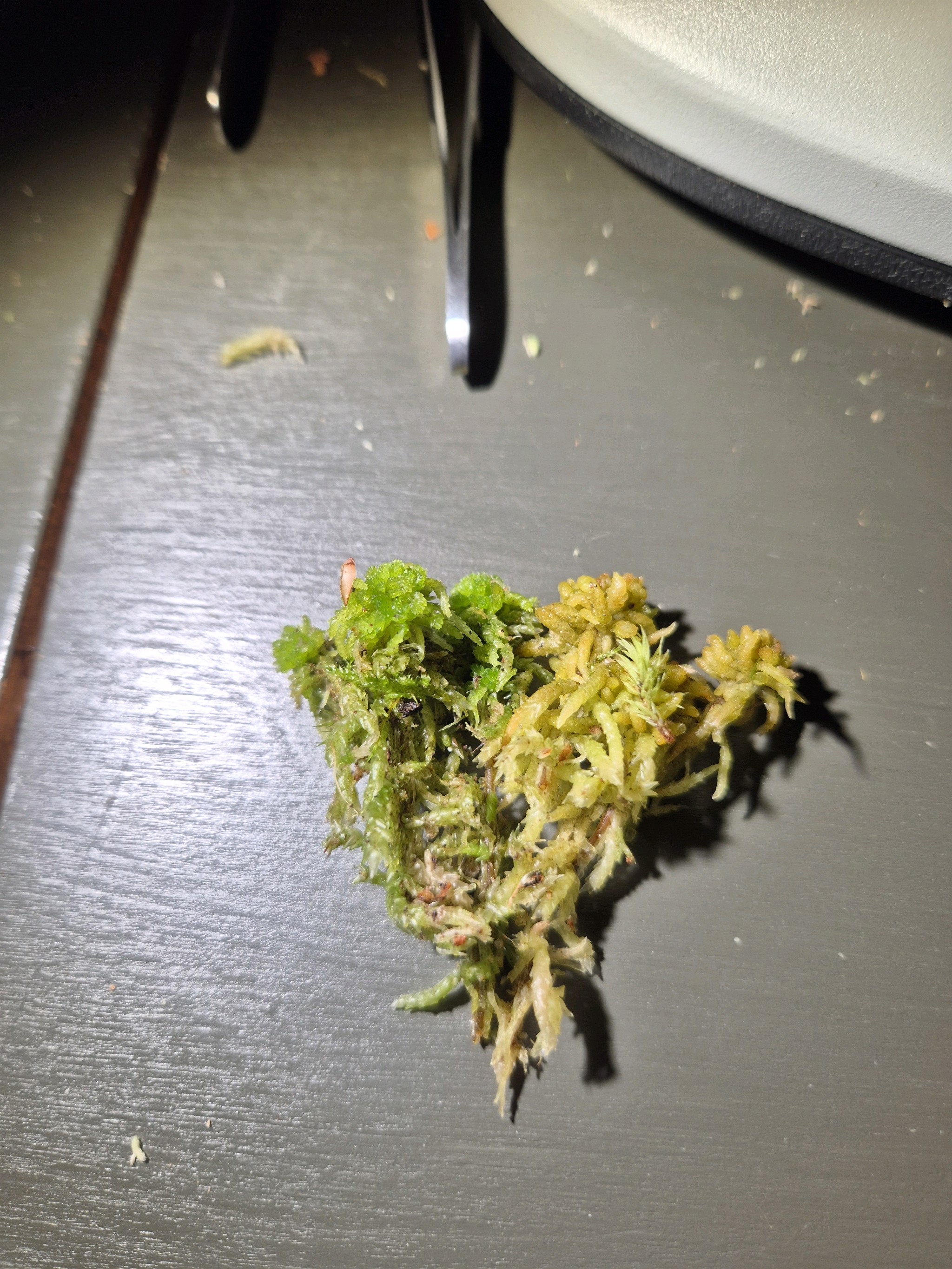 Sphagnum palustre (Prairie Peatmoss) (alternate view 8)