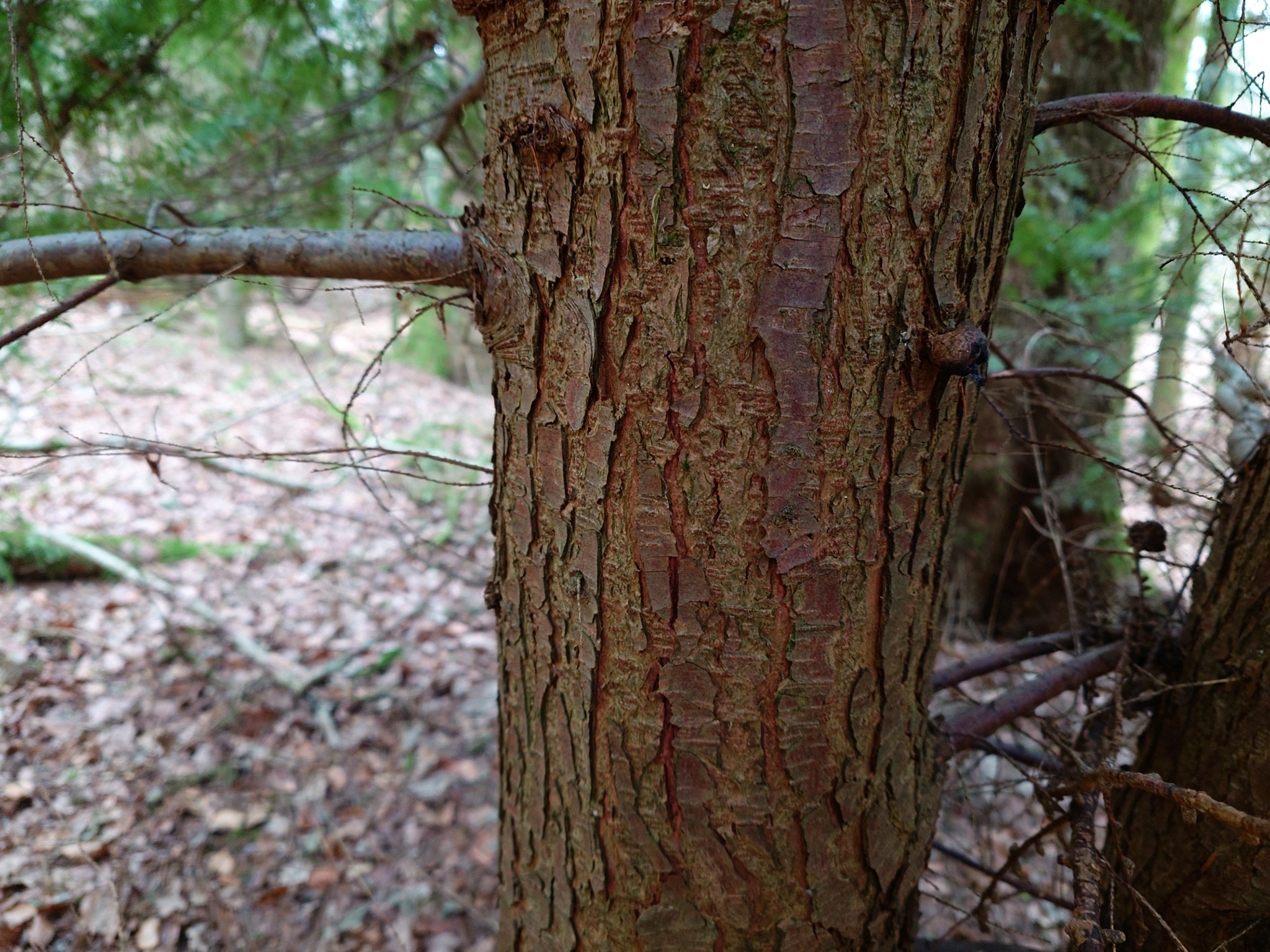 Tsuga heterophylla (western hemlock) (alternate view 11)