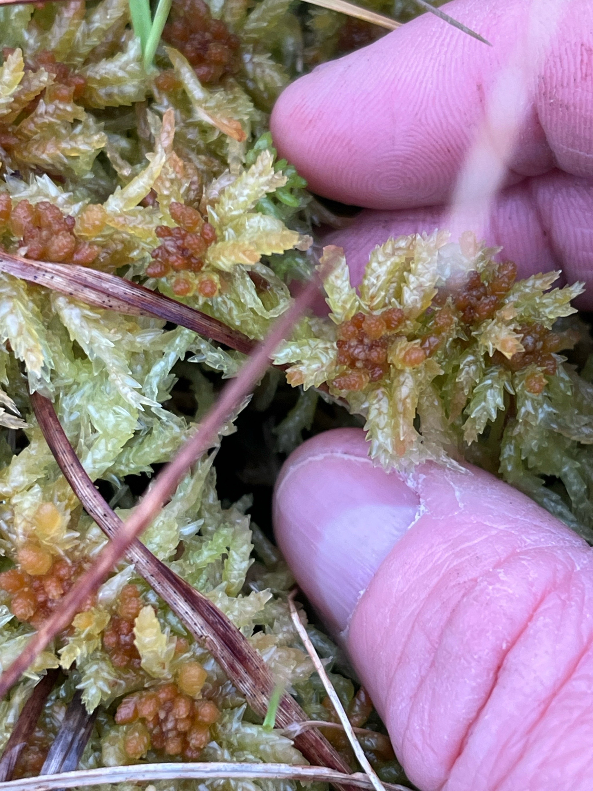 Sphagnum palustre (Prairie Peatmoss) (alternate view 7)