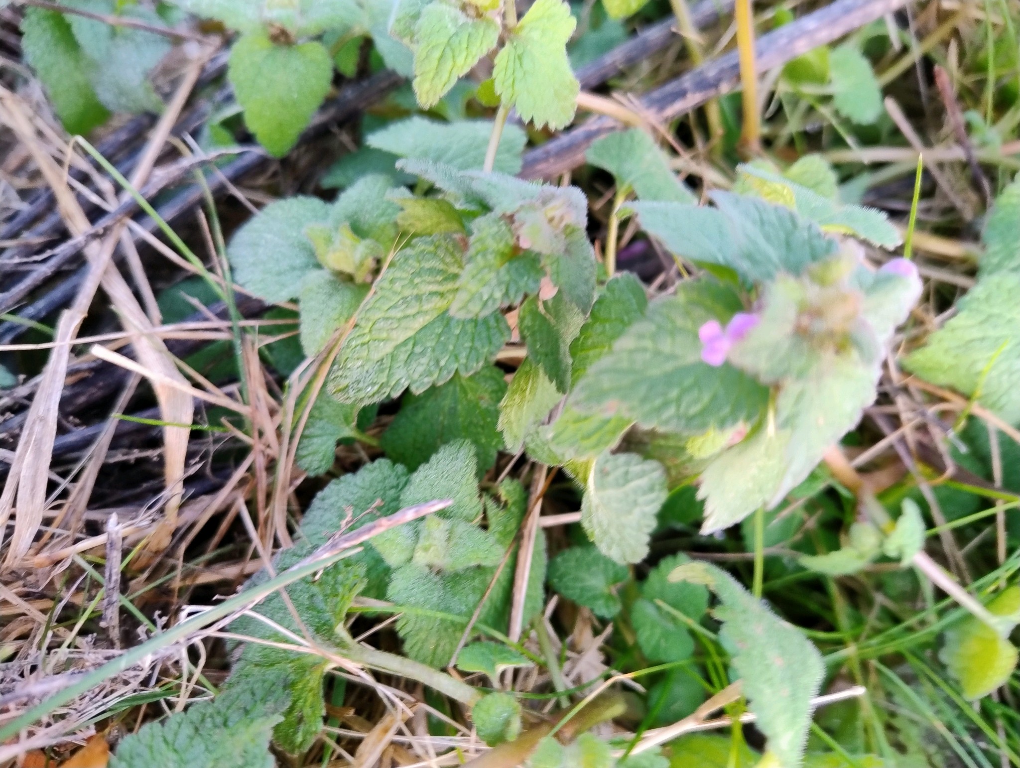 Lamium purpureum (red deadnettle) (alternate view 13)