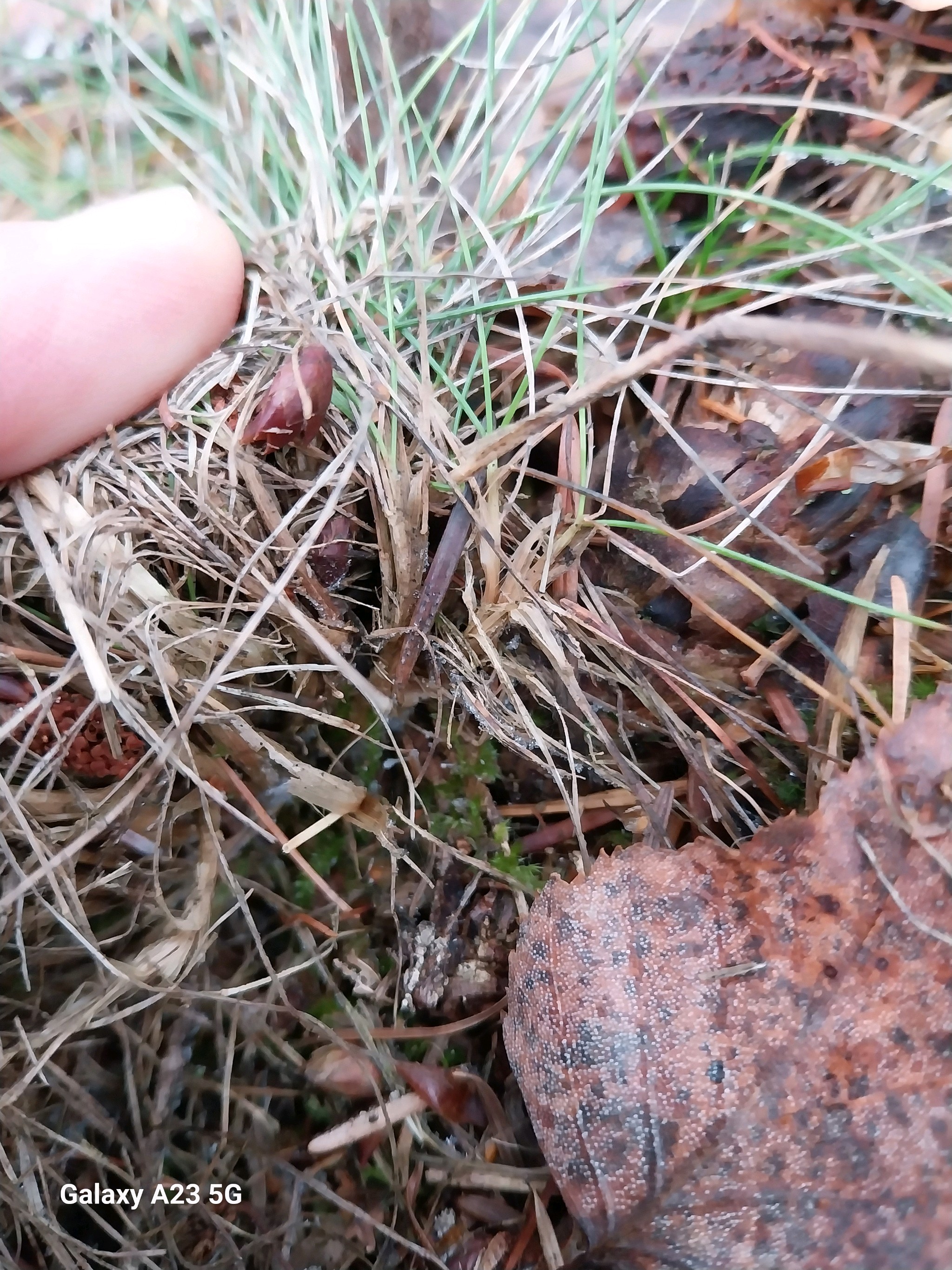 Festuca (Fescues)
