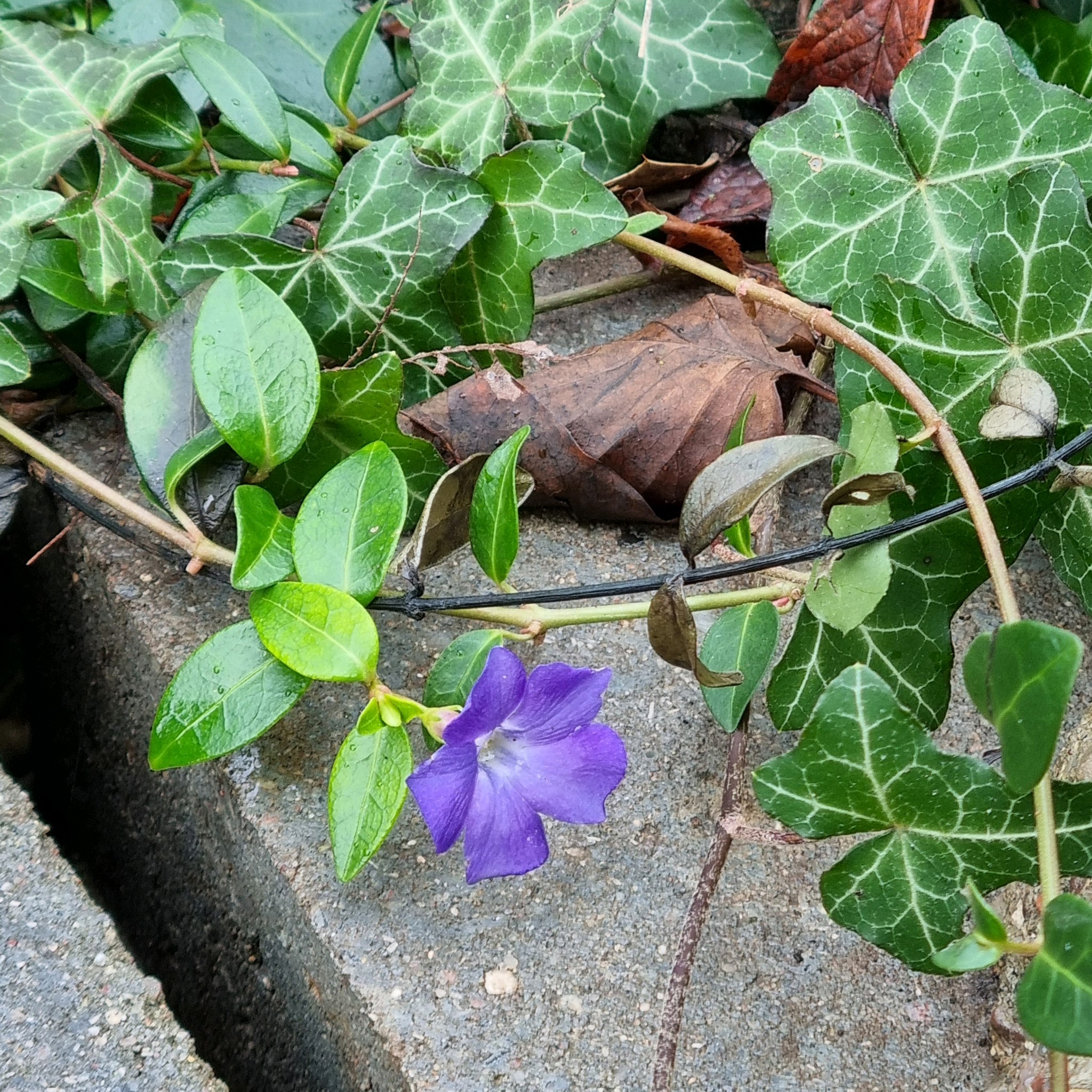 Vinca minor (common periwinkle)