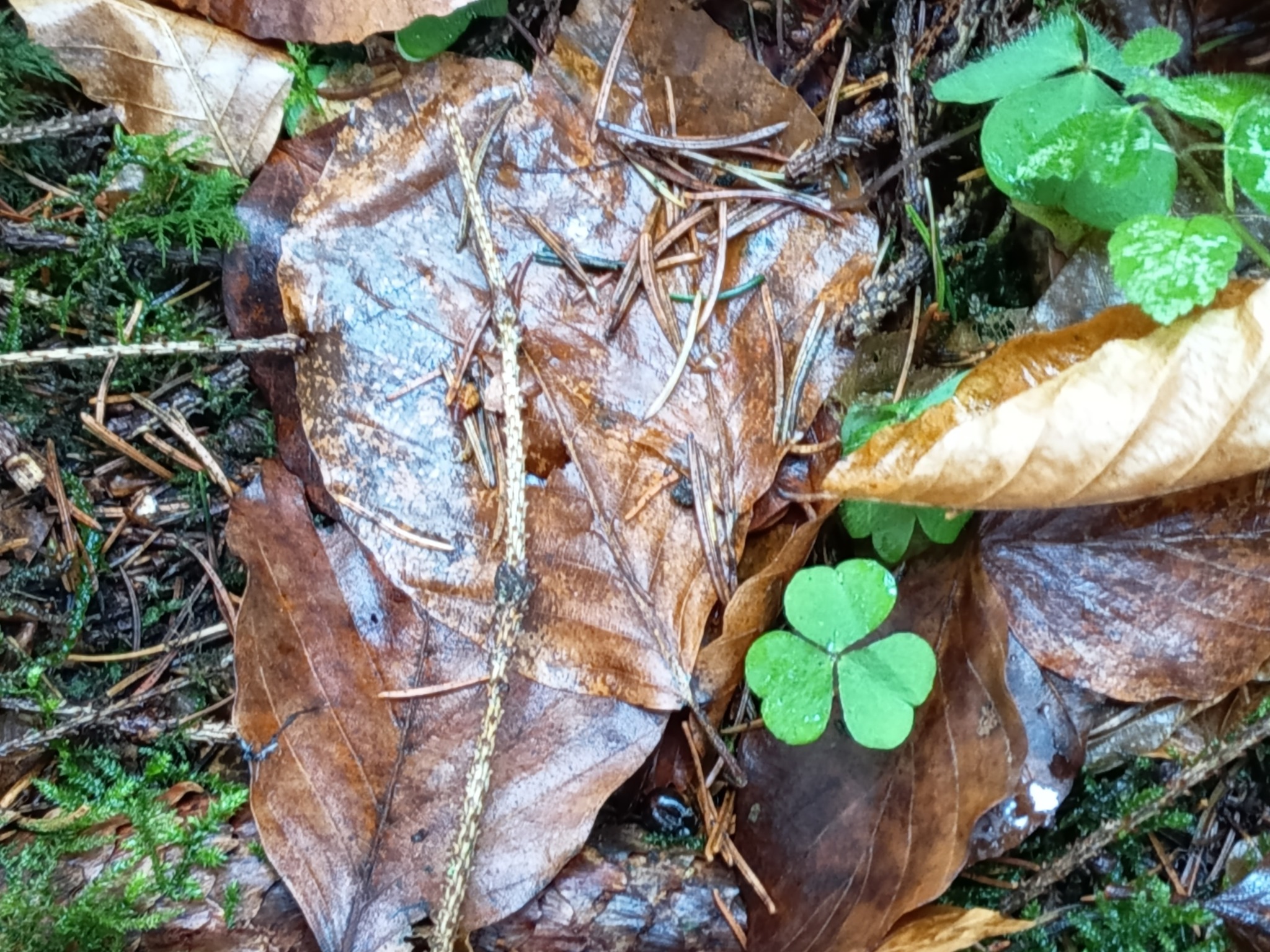 Oxalis (Woodsorrels)