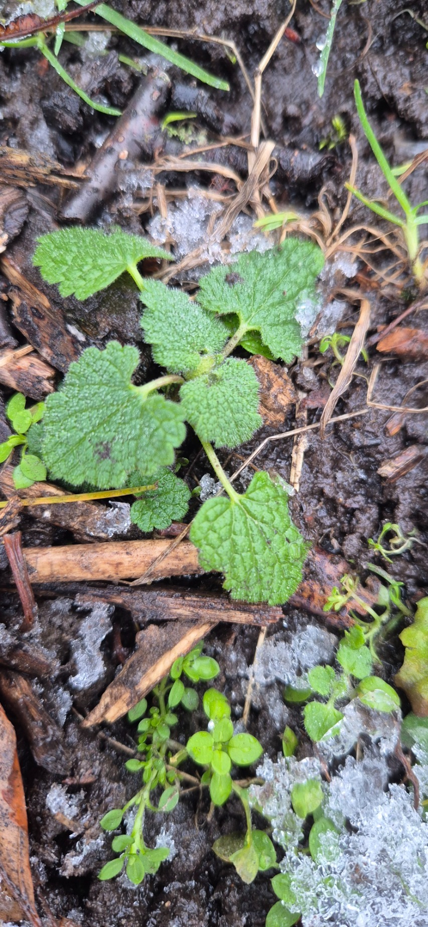 Lamium purpureum (red deadnettle) (alternate view 11)