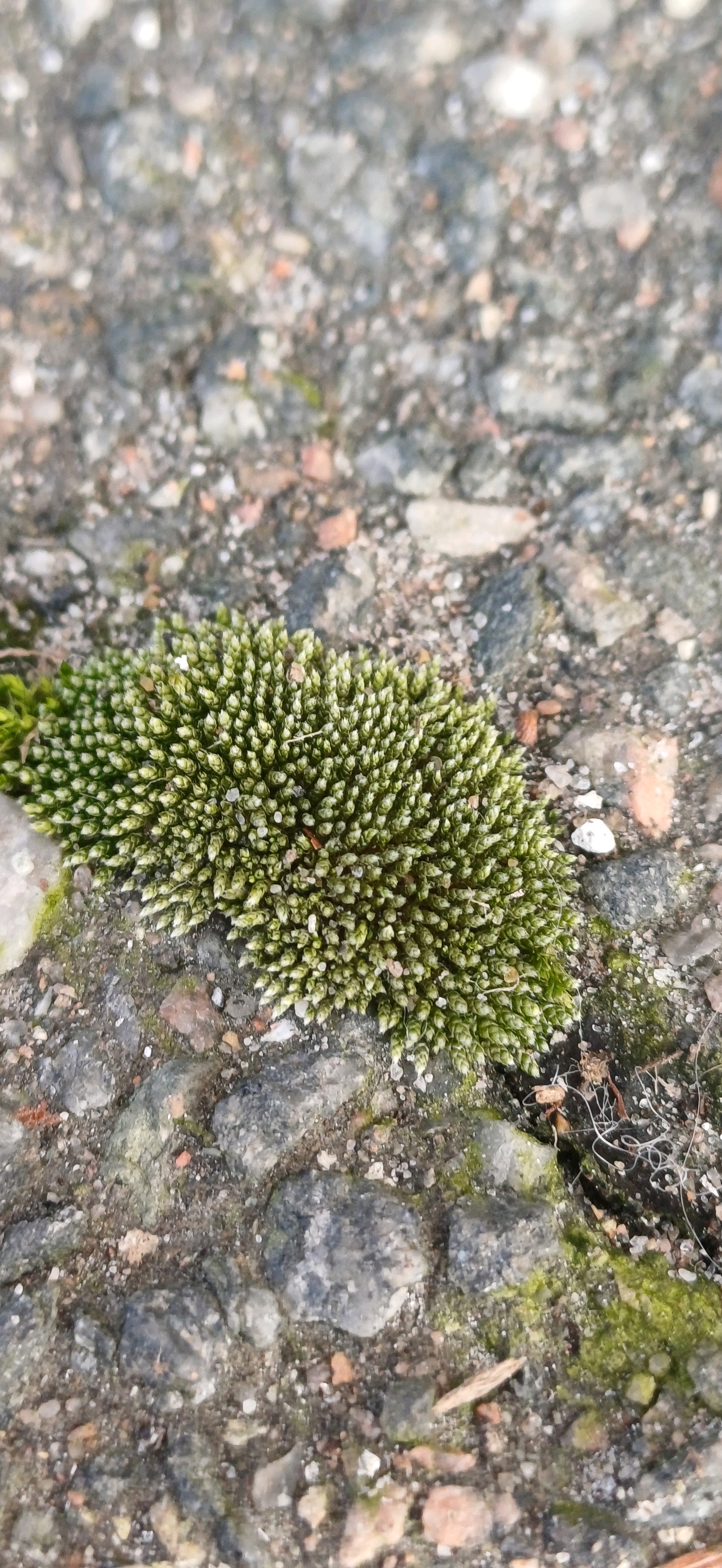 Bryum (alternate view 3)