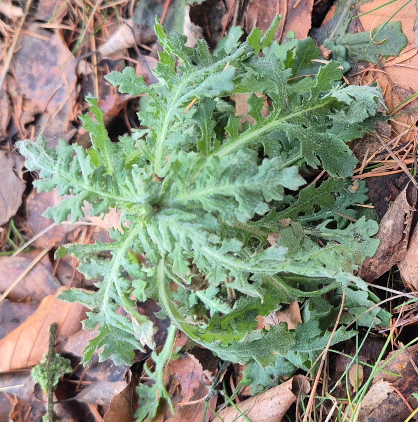 Senecio sylvaticus (wood groundsel) (alternate view 14)