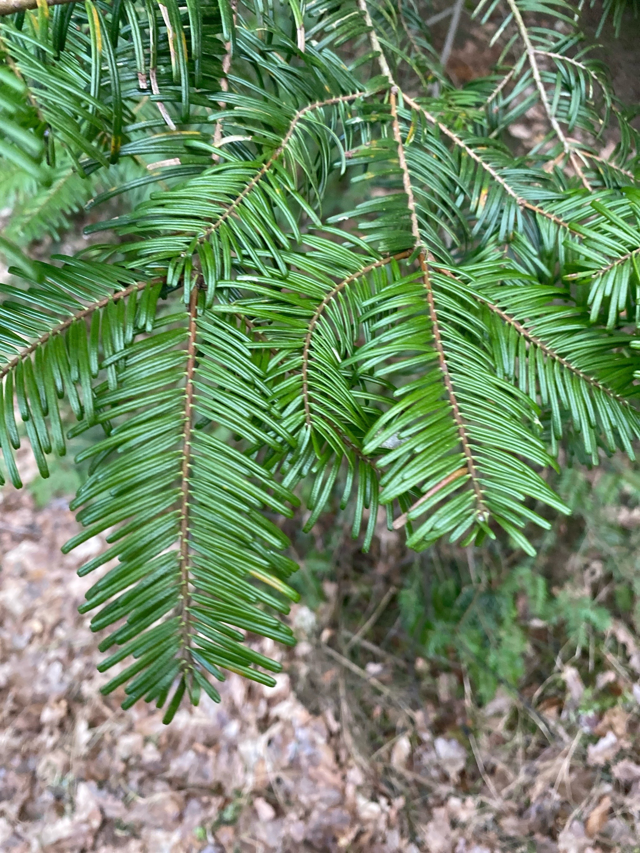 Abies grandis (grand fir) (alternate view 13)