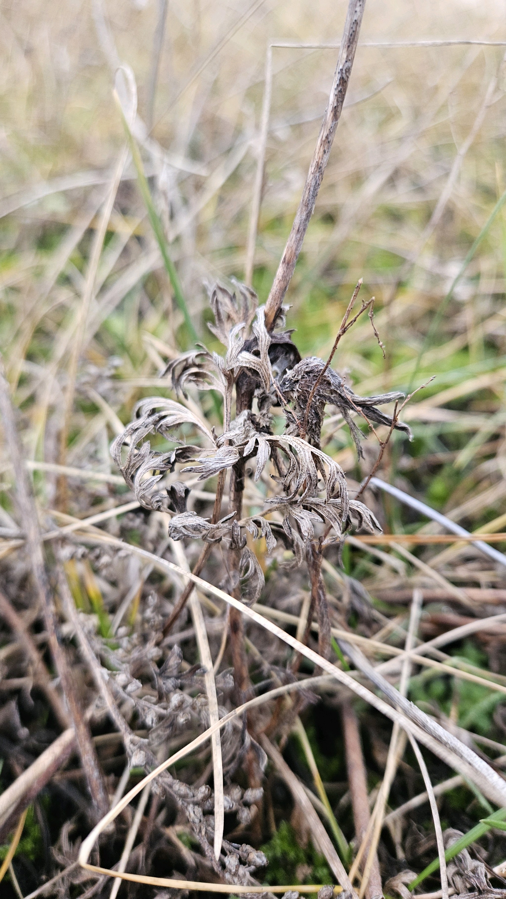 Pulsatilla (pasqueflowers)