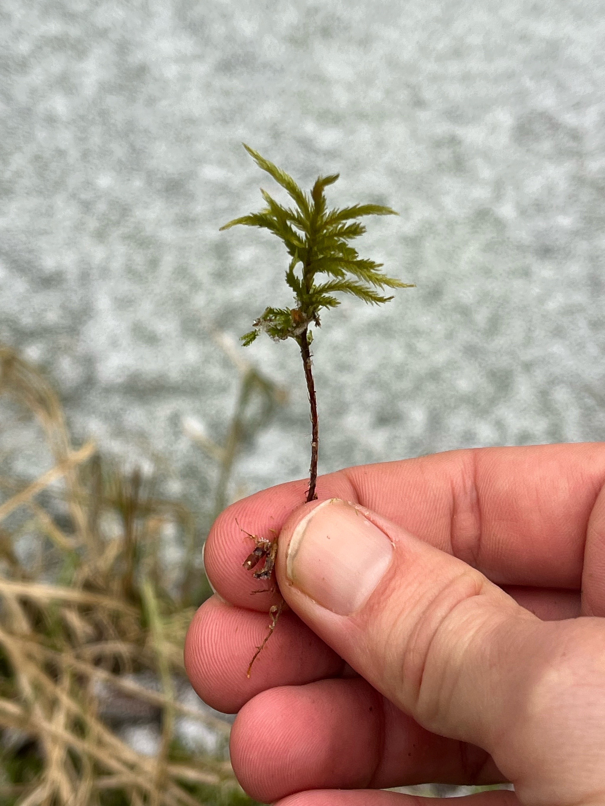 Climacium (Climacium Mosses) (alternate view 2)