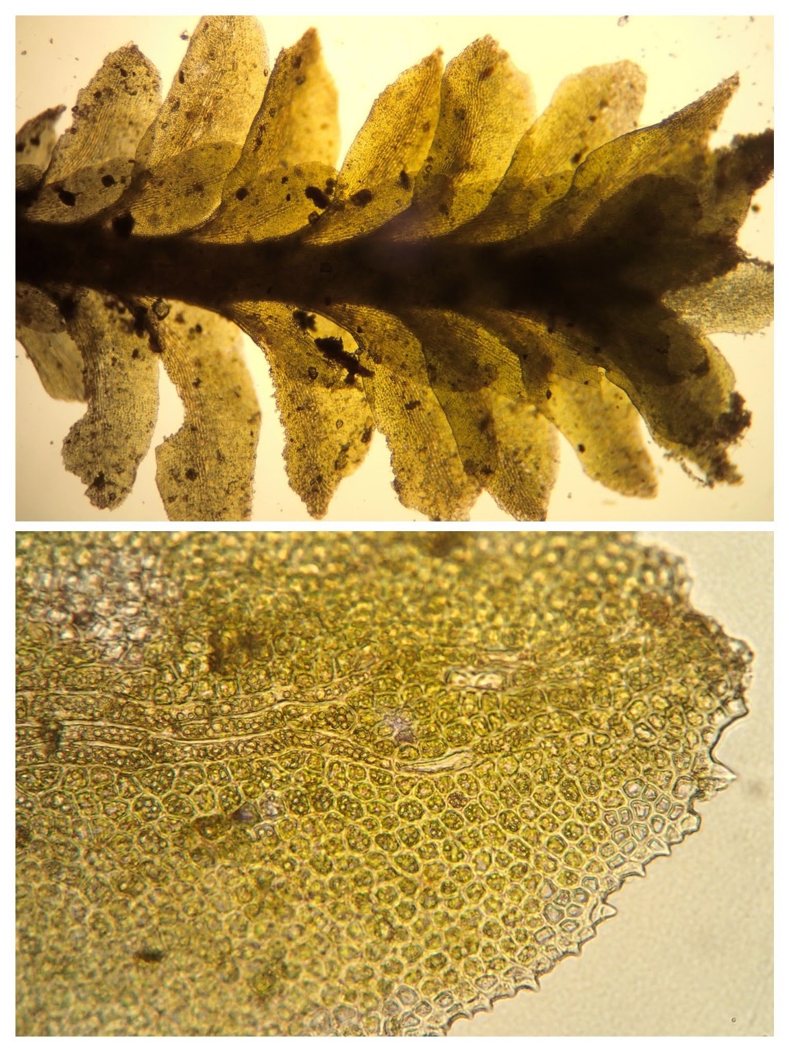 Diplophyllum albicans (White Earwort) (alternate view 12)