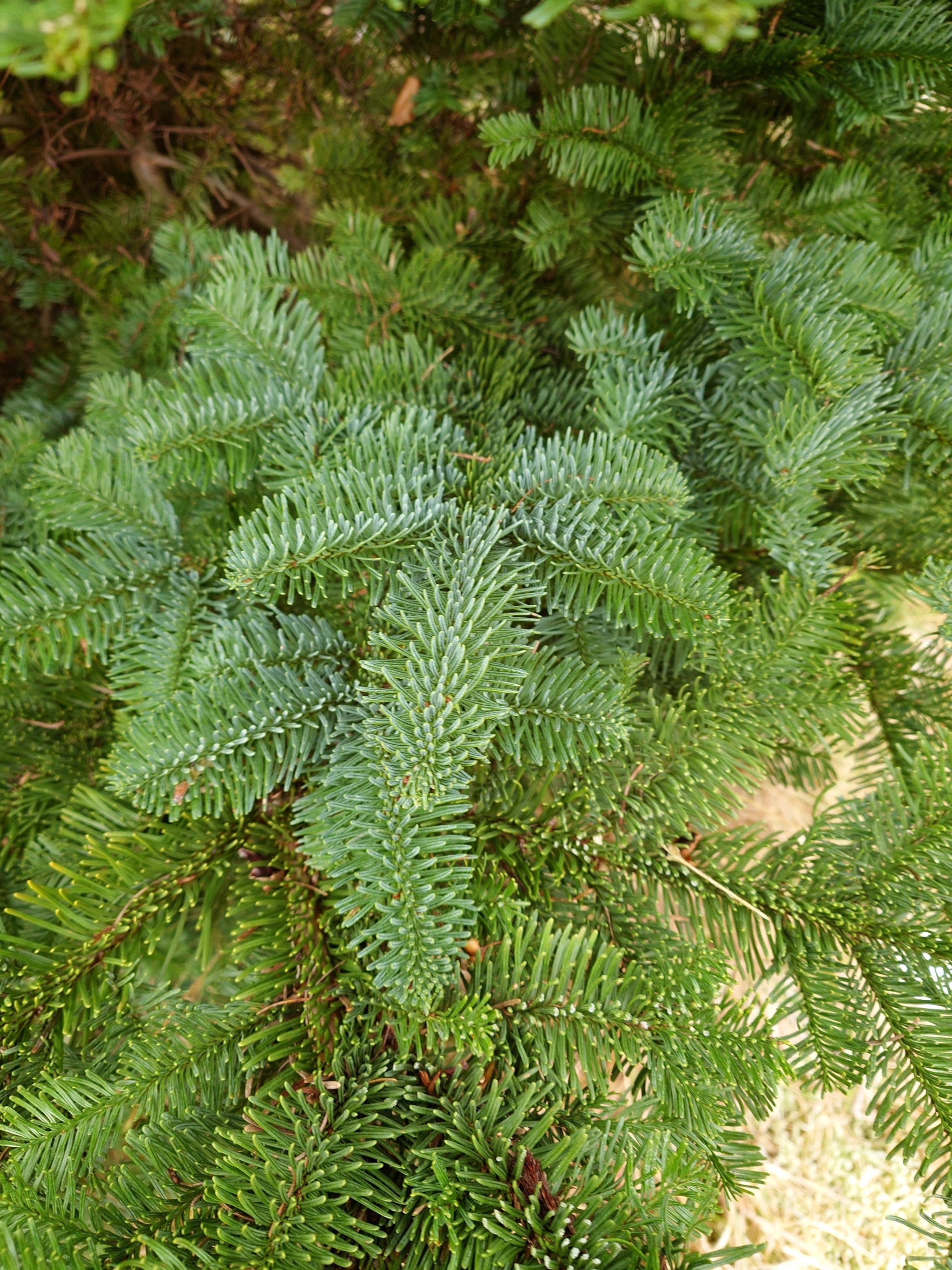 Abies procera (Noble Fir) (alternate view 2)