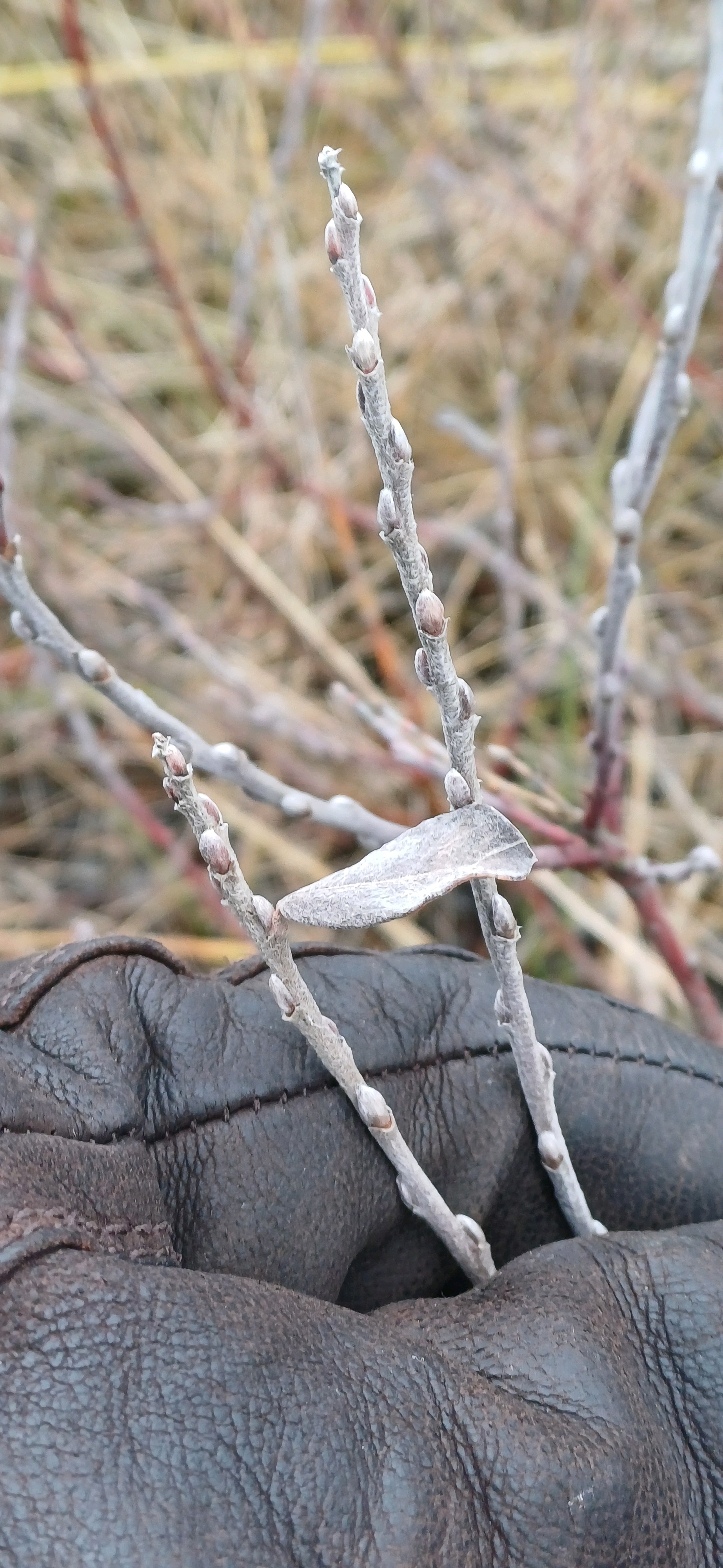Salix repens (Creeping Willow) (alternate view 12)