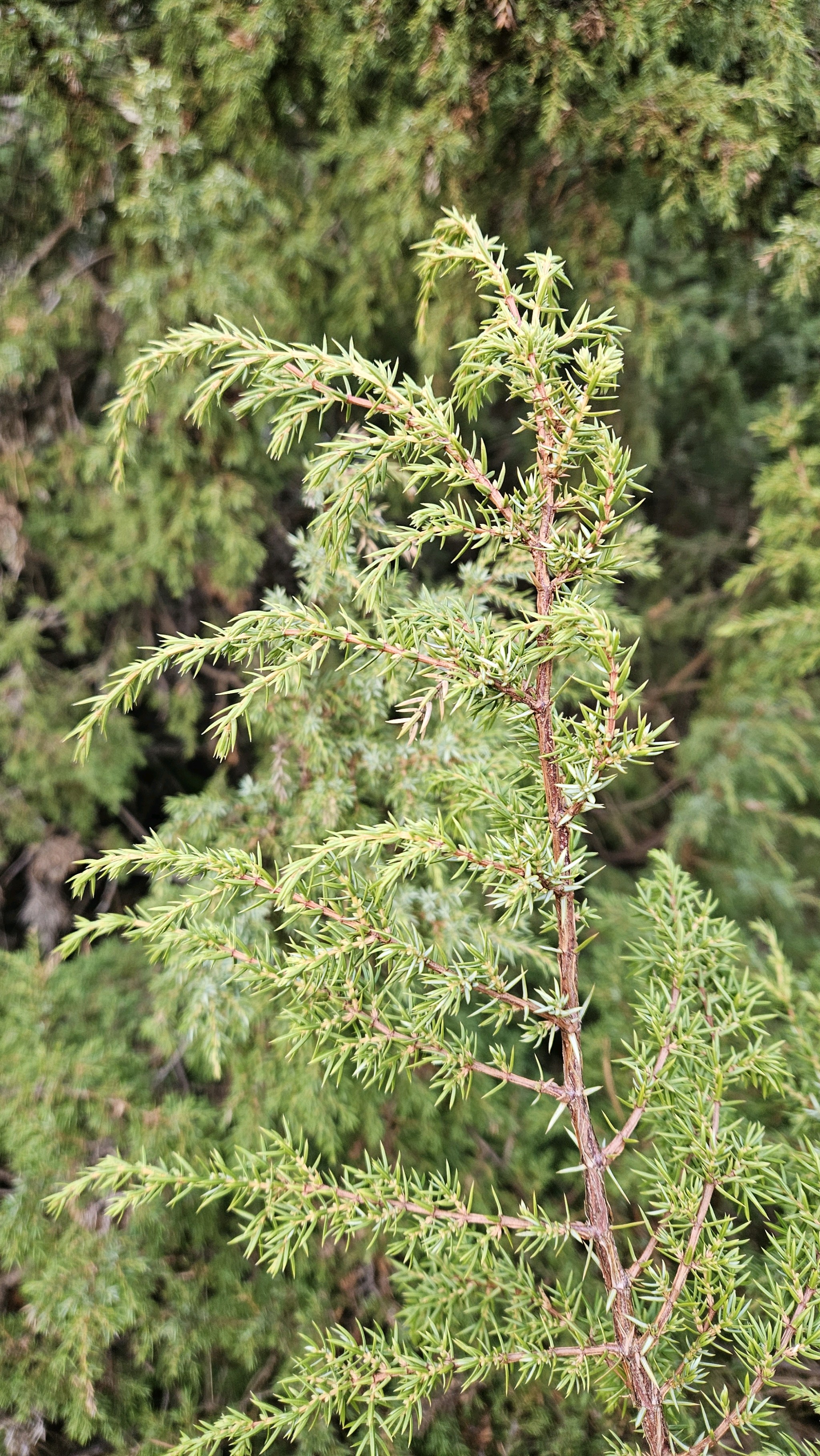 Juniperus (junipers) (alternate view 2)