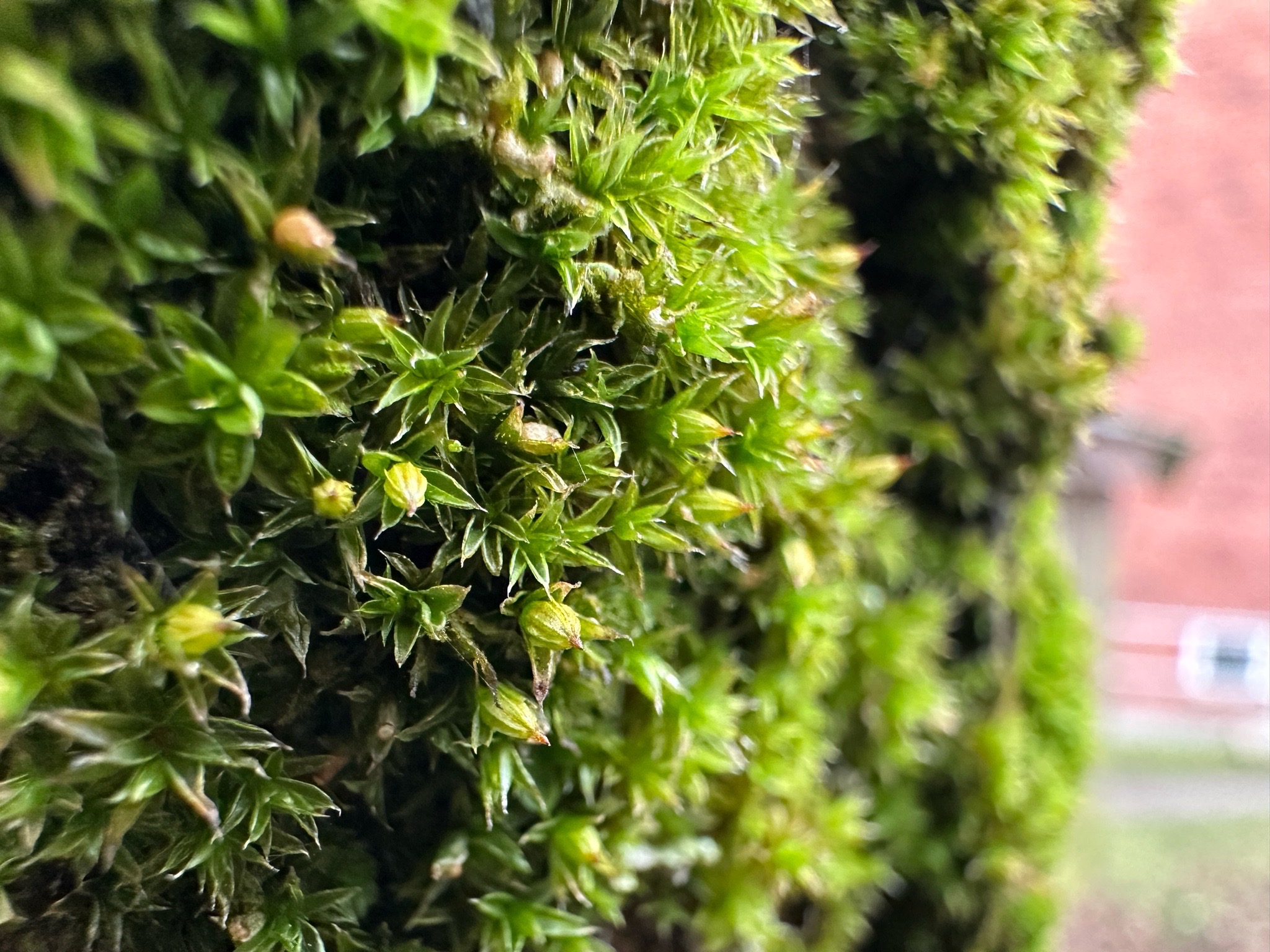 Orthotrichum diaphanum (White-tipped Bristle-moss) (alternate view 11)