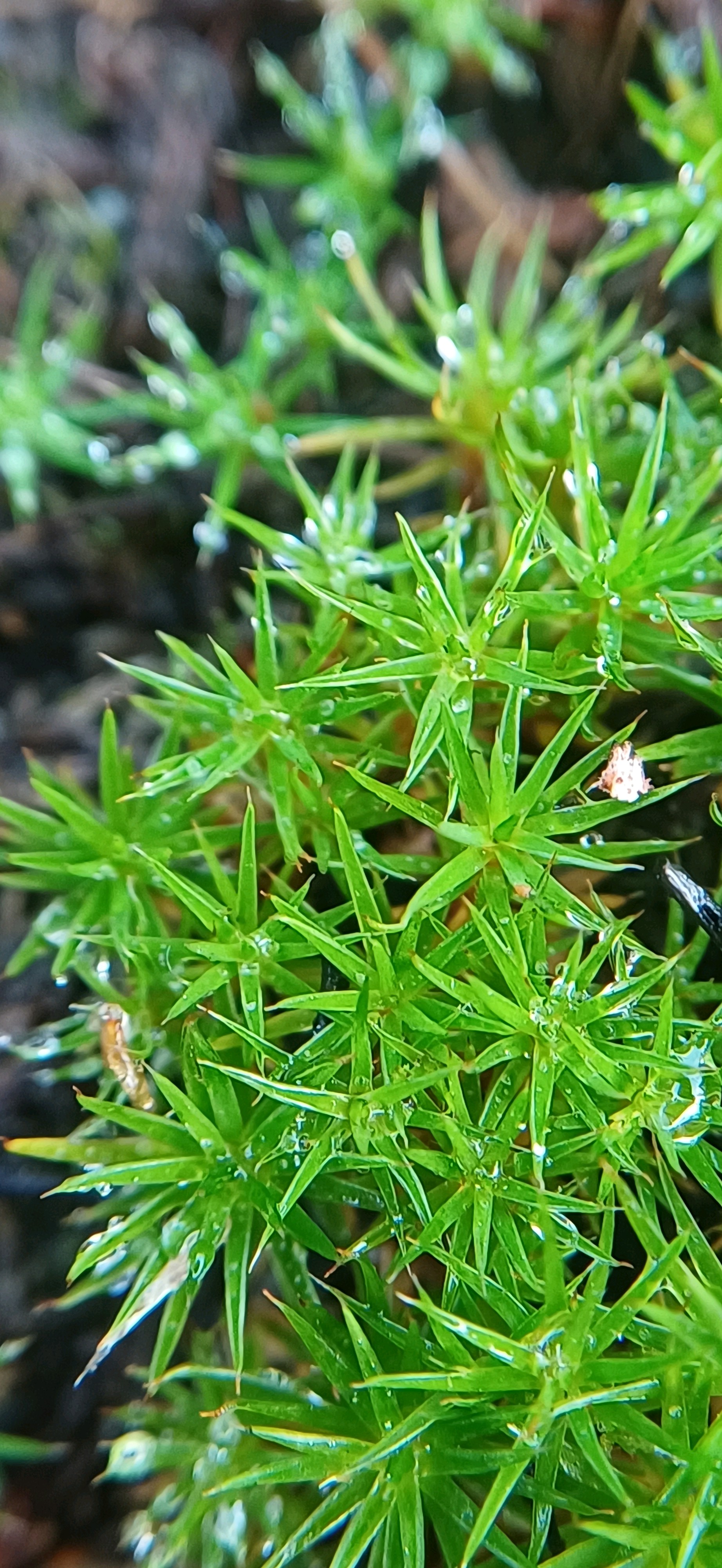 Polytrichum (haircap mosses)