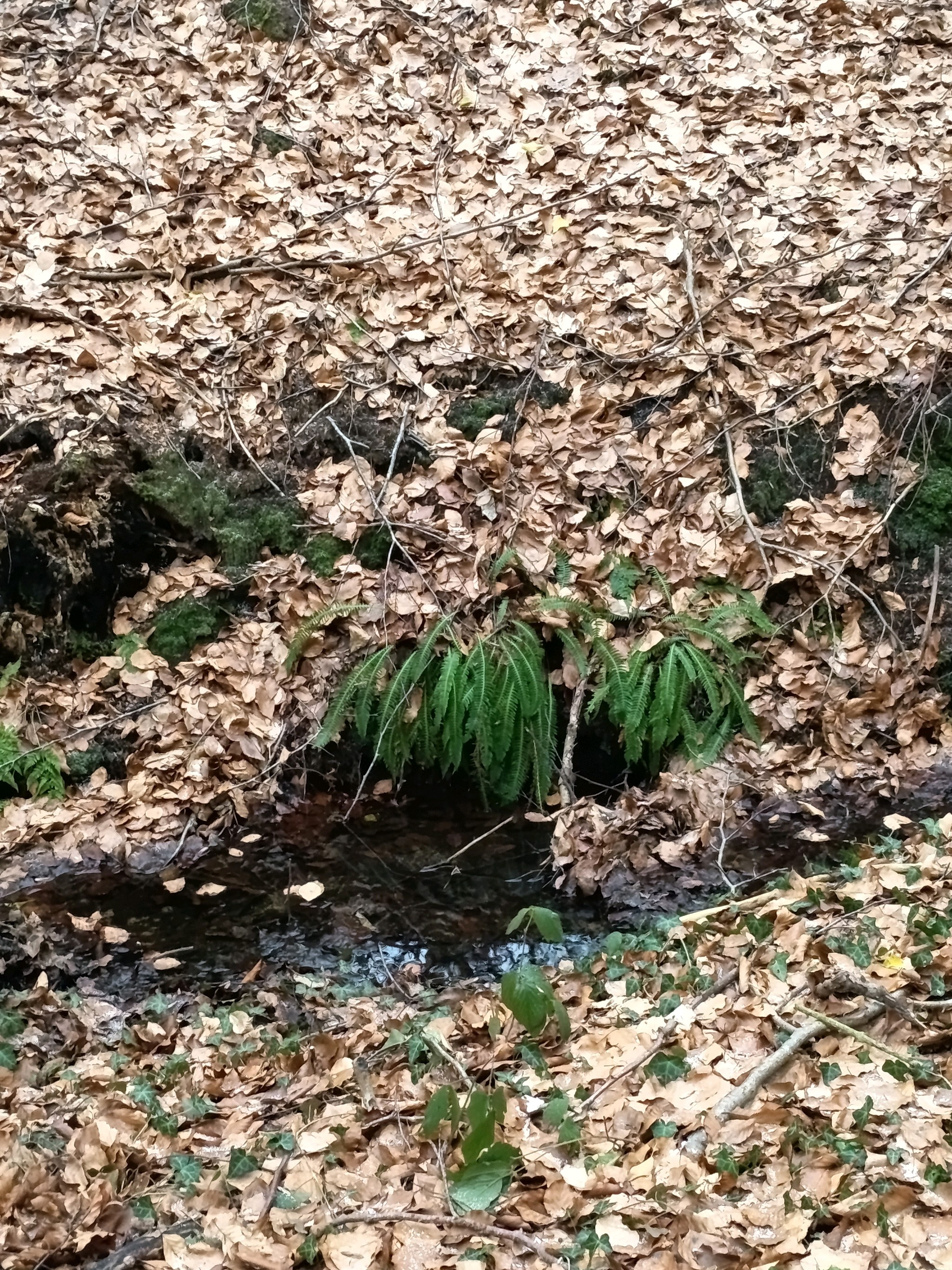 Struthiopteris spicant (deer fern) (alternate view 12)