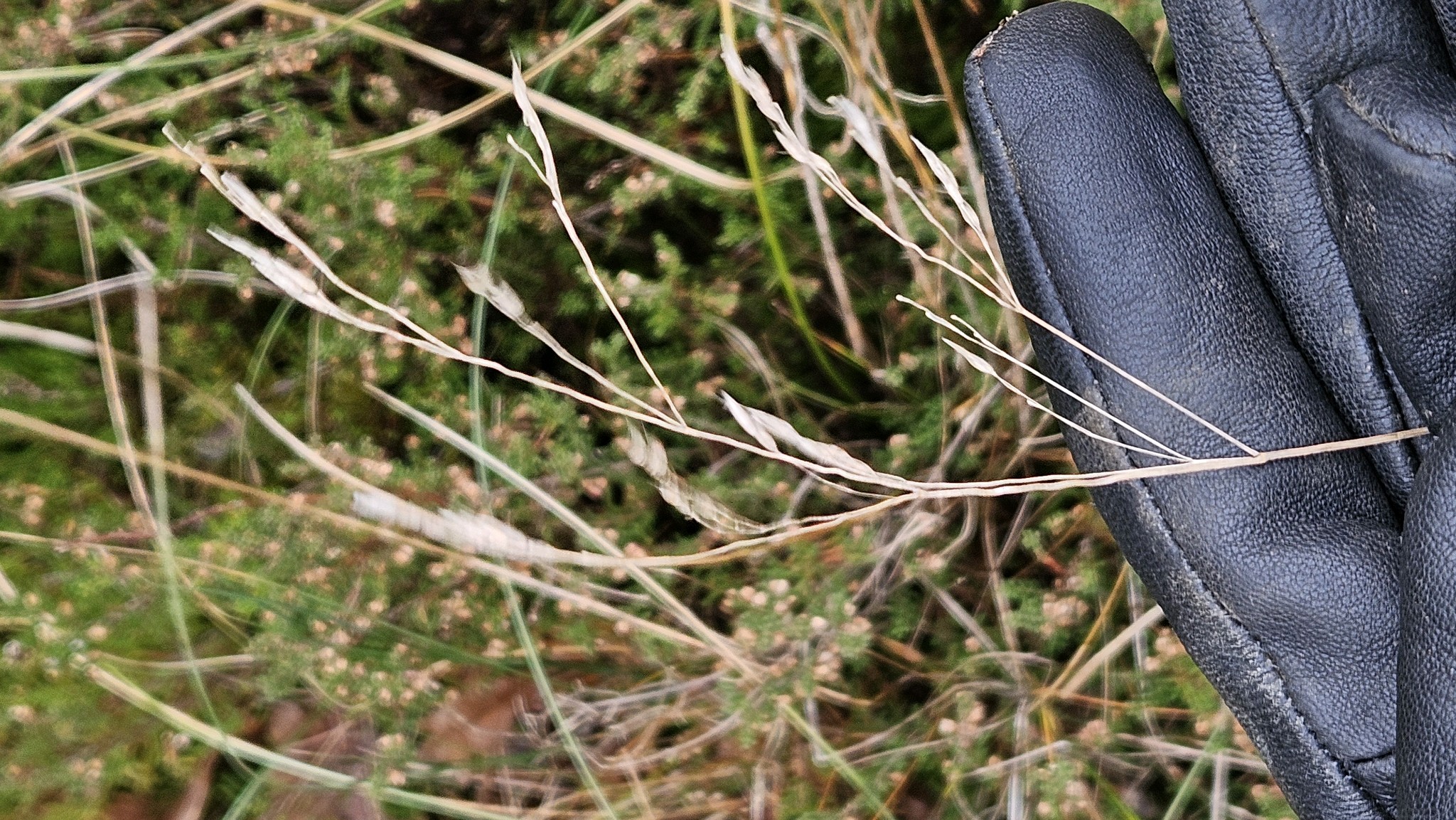 Deschampsia flexuosa (Wavy Hair Grass) (alternate view 2)