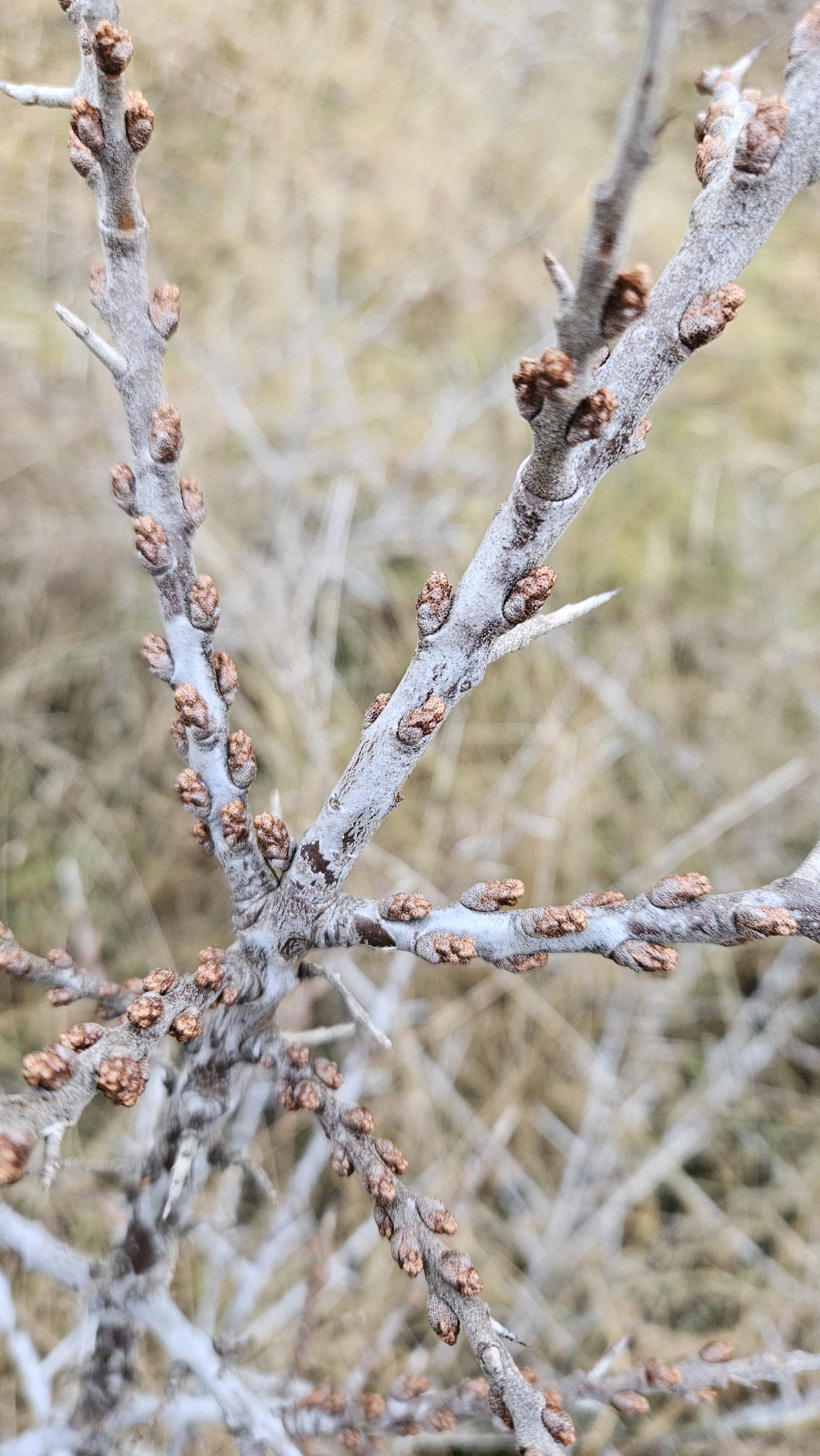 Hippophae rhamnoides (Sea-buckthorn) (alternate view 11)