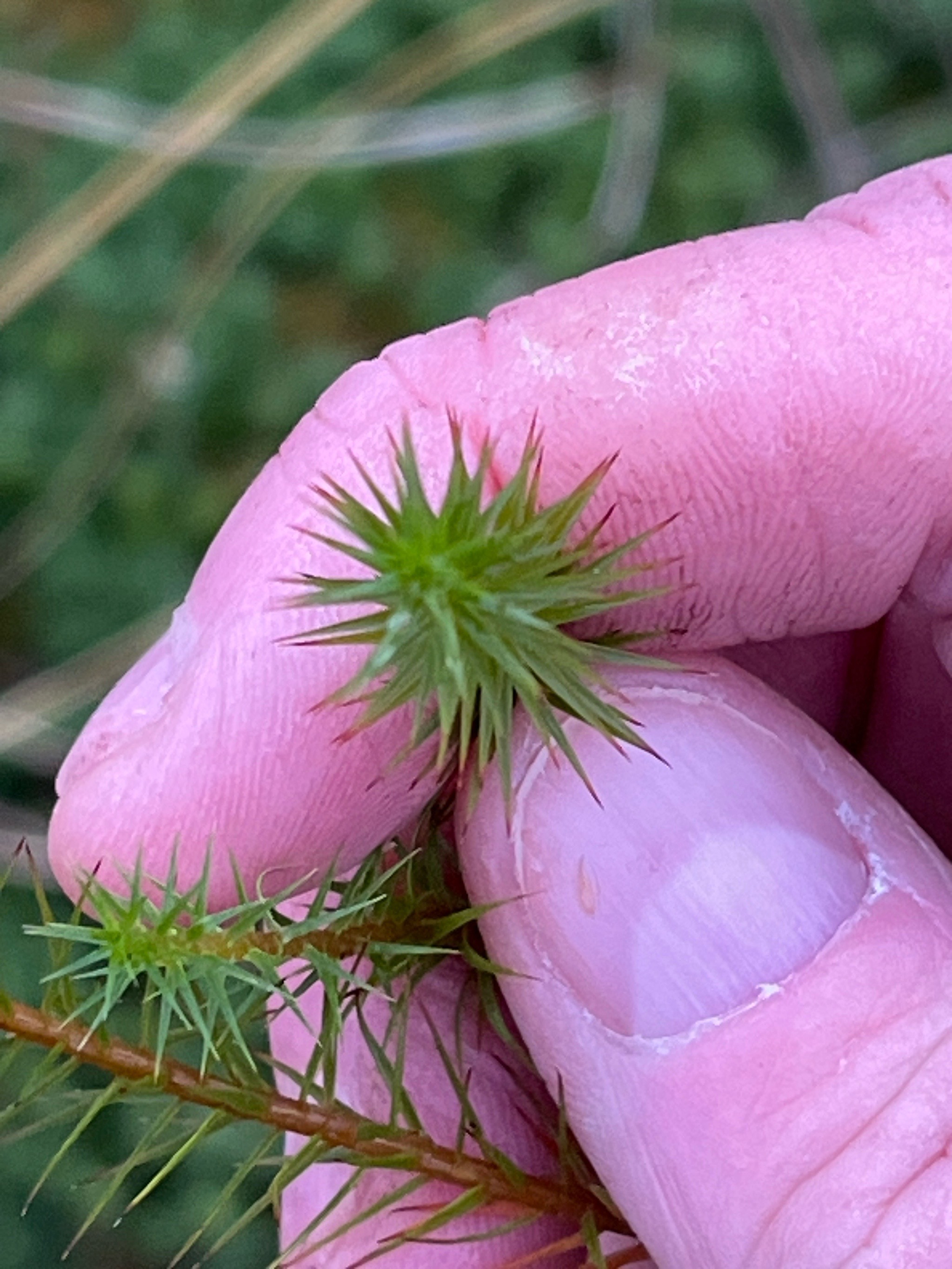 Polytrichum commune (Common Haircap Moss) (alternate view 9)
