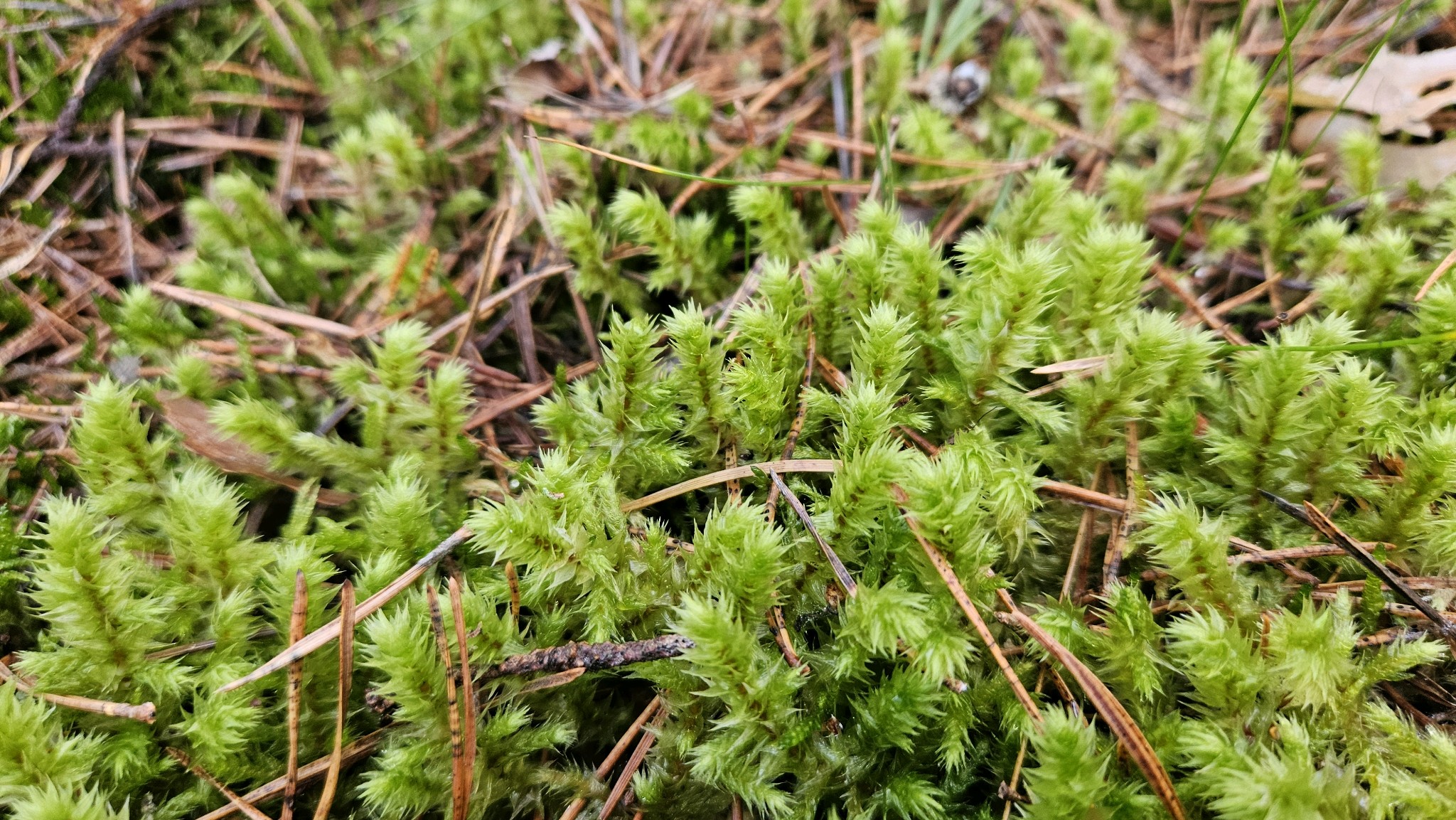 Hylocomiadelphus triquetrus (rough goose neck moss) (alternate view 6)