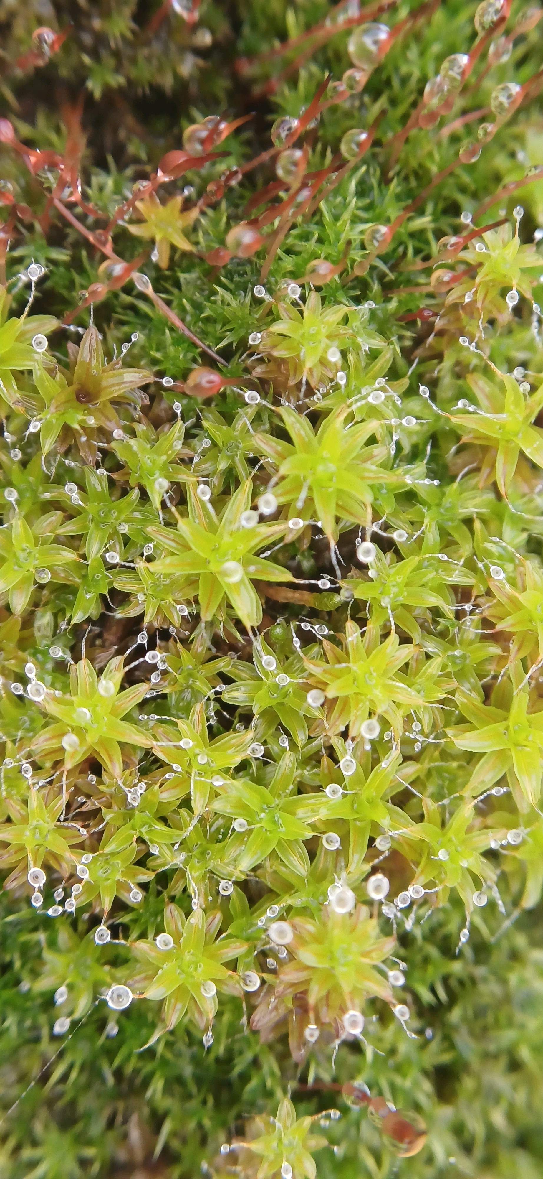 Syntrichia ruralis (Star Moss) (alternate view 6)