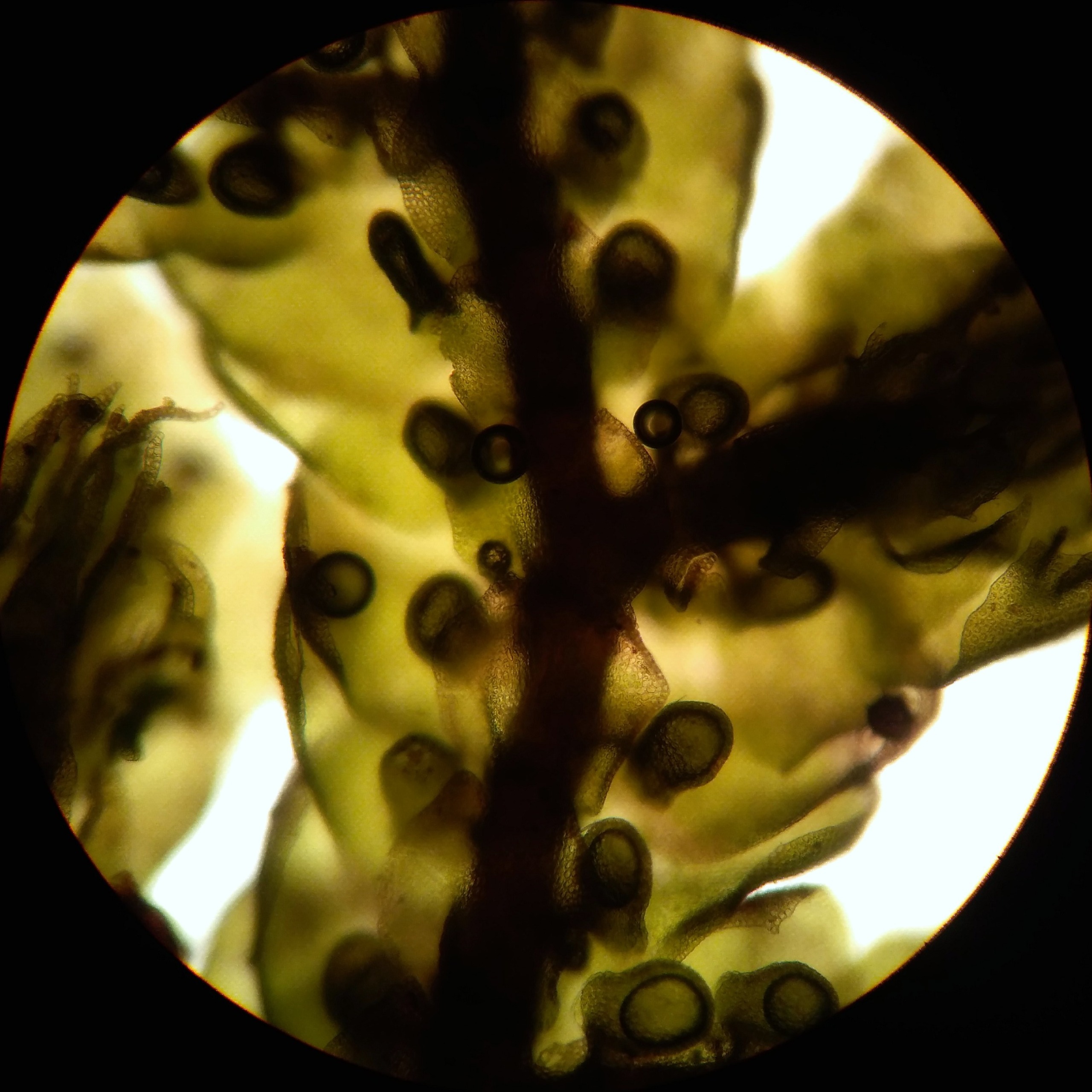Frullania tamarisci (Tamarisk Scalewort) (alternate view 12)