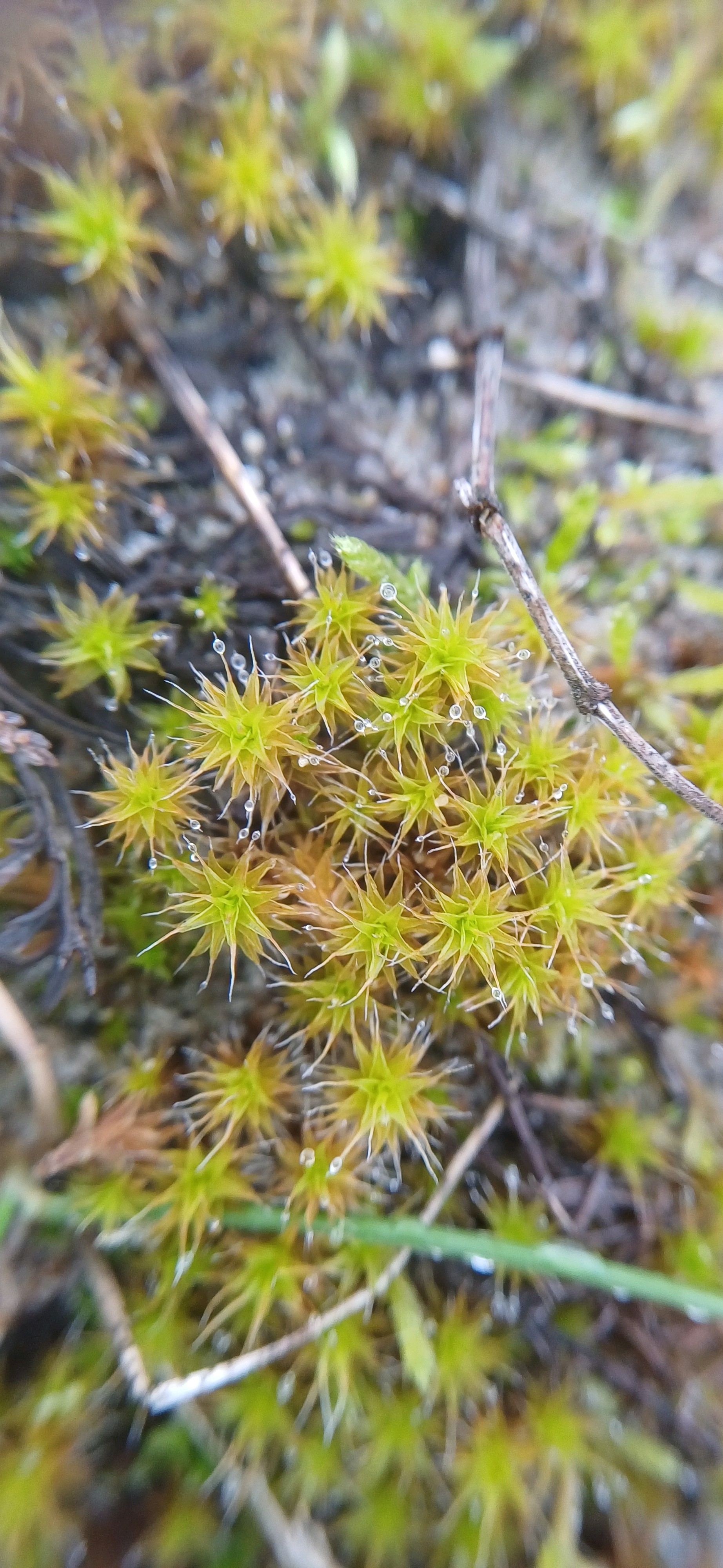 Syntrichia ruraliformis (Sand-hill Screw-moss) (alternate view 6)