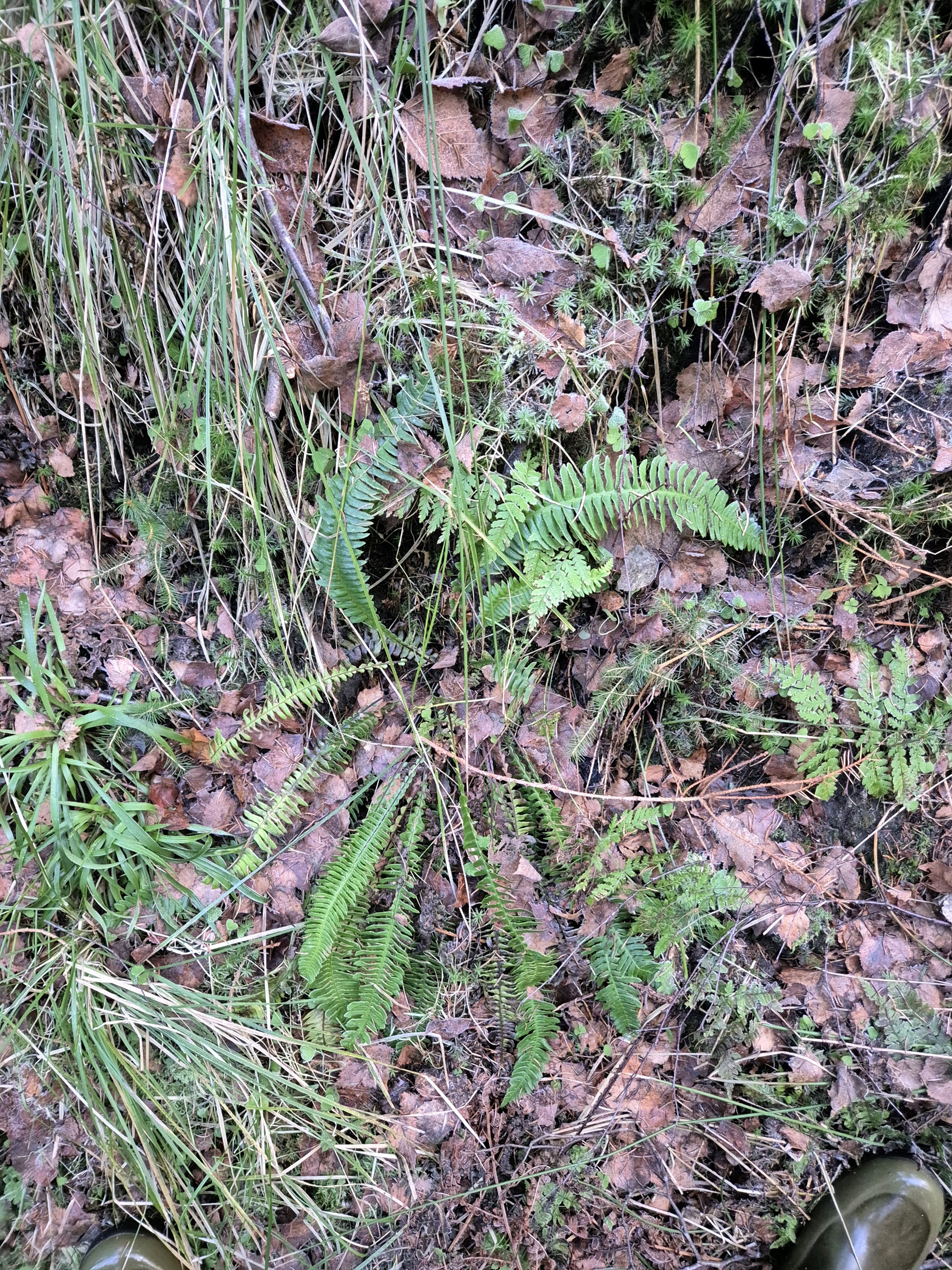 Struthiopteris spicant (deer fern) (alternate view 13)