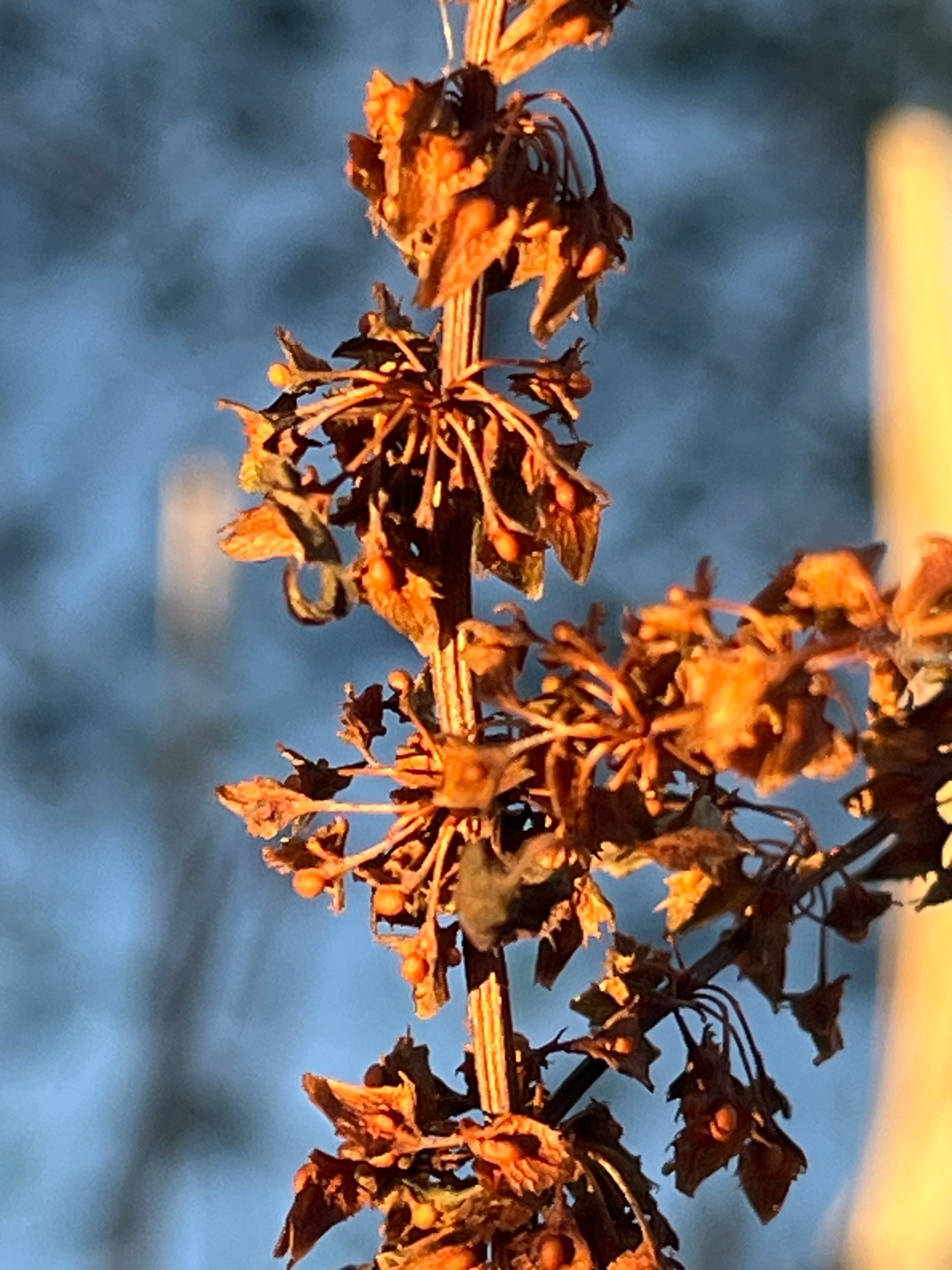 Rumex sanguineus (Wood Dock) (alternate view 11)
