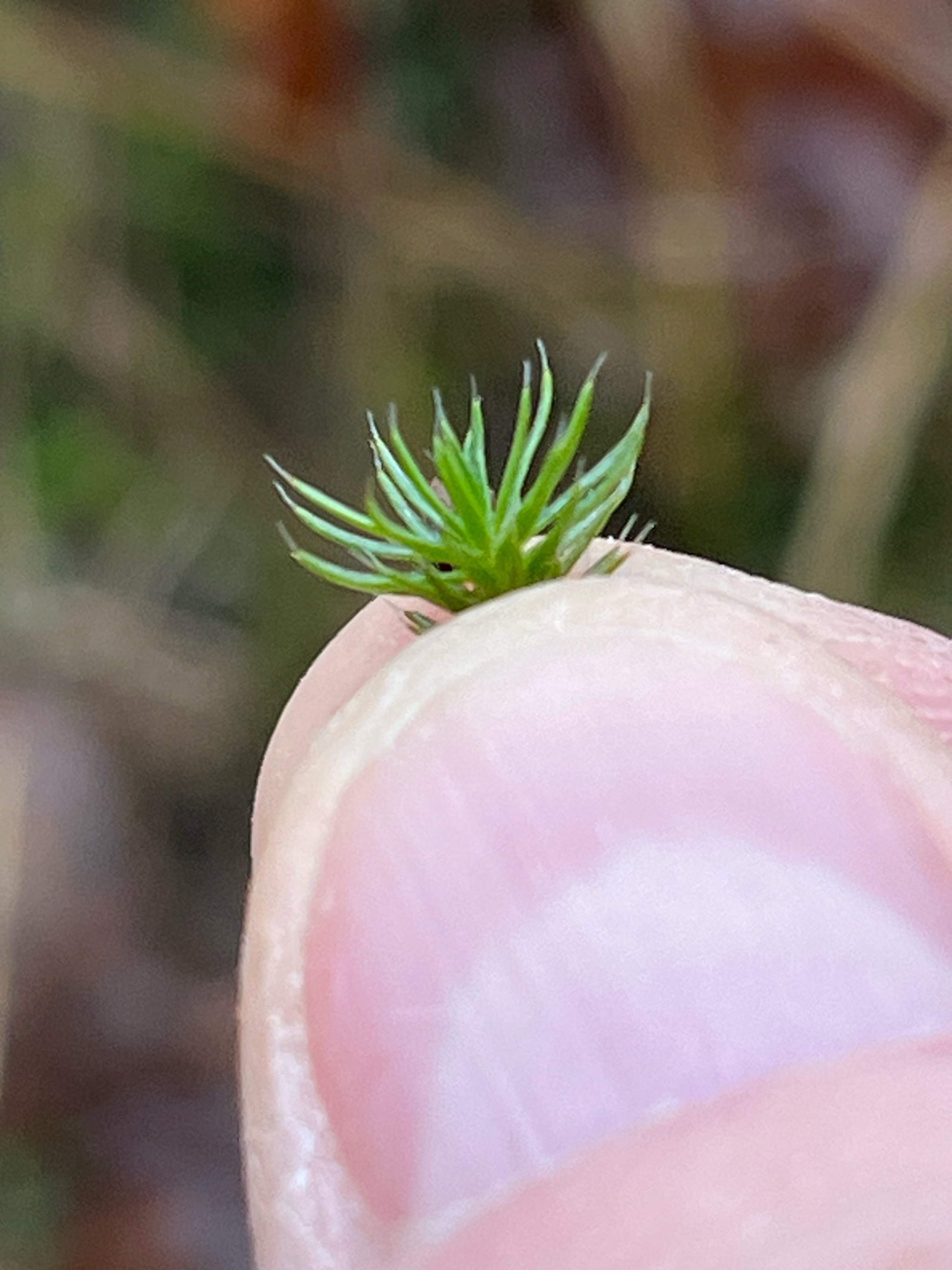 Polytrichum piliferum (bristly haircap moss) (alternate view 14)