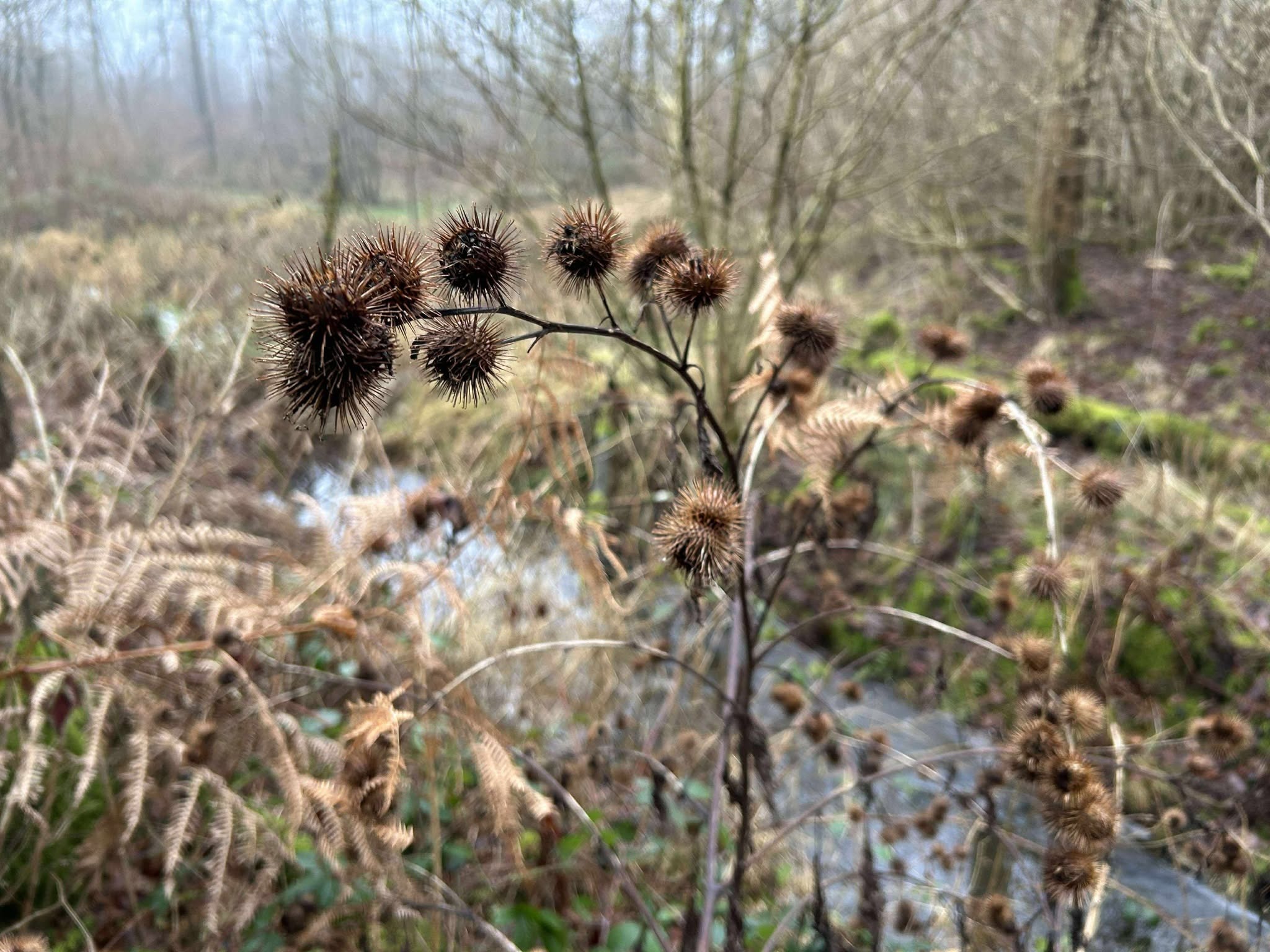 Arctium (burdocks) (alternate view 2)